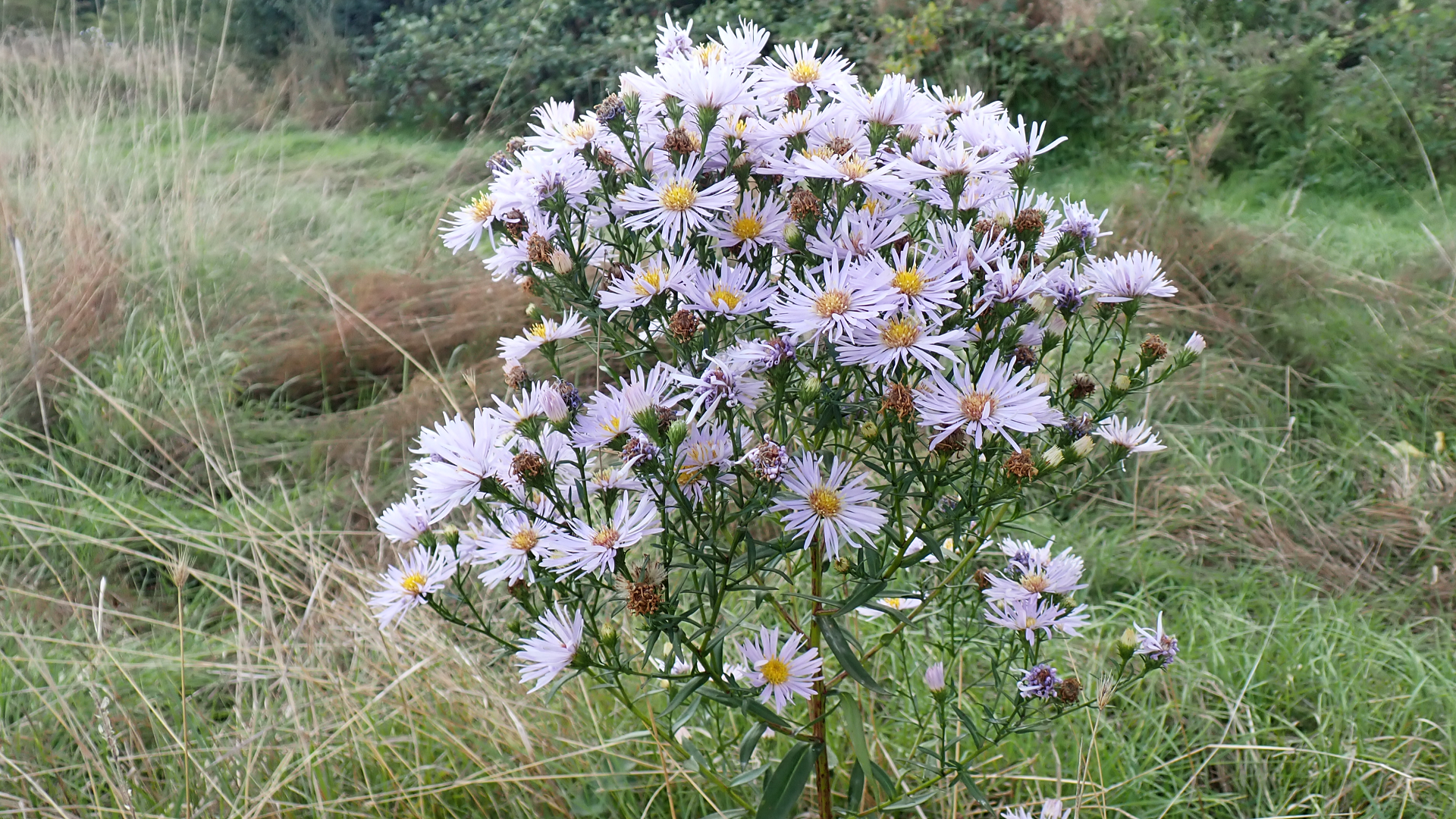 Michaelmas Daisy
Aster 