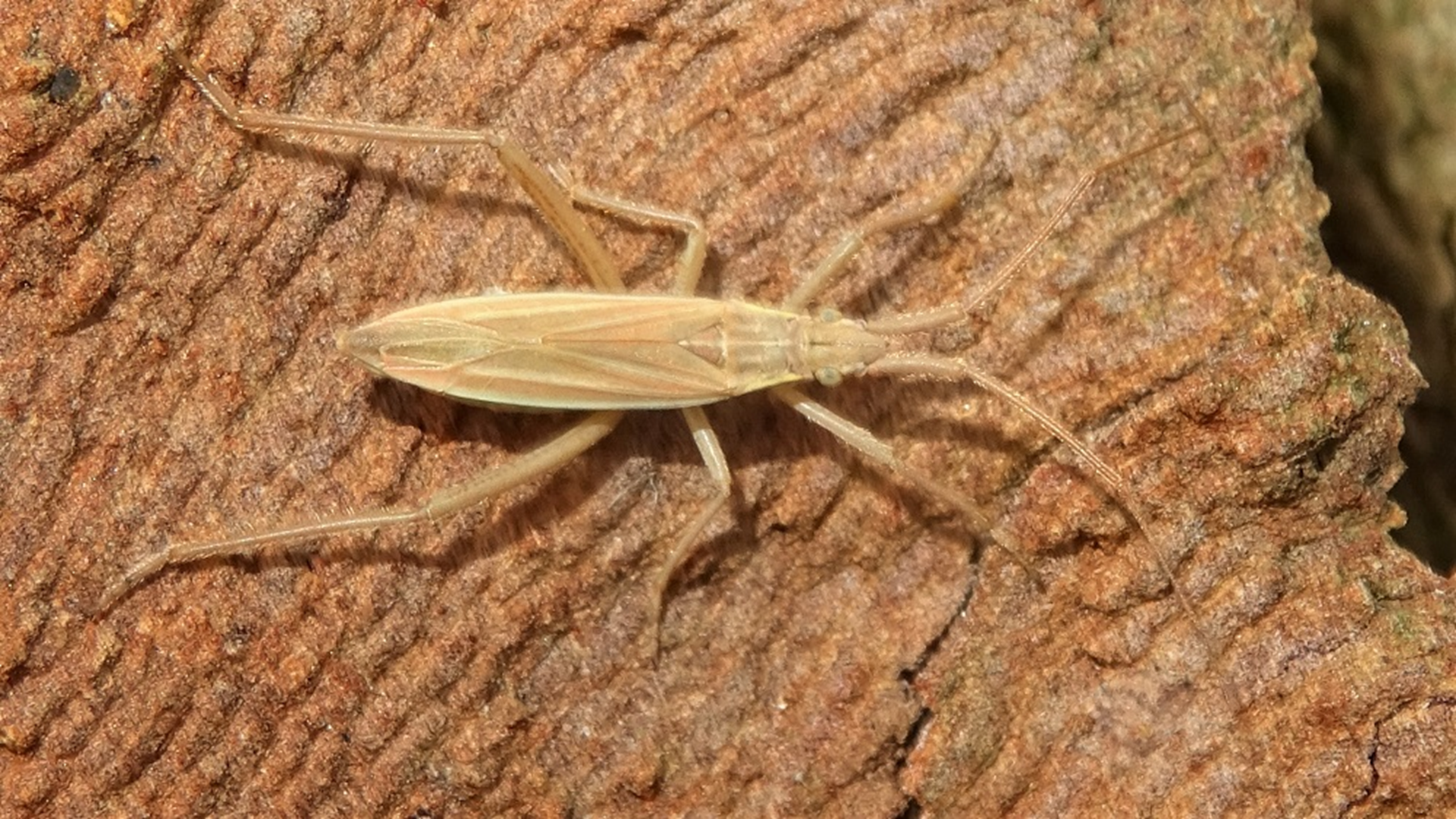 Mirid Bug
Notostira elongata
