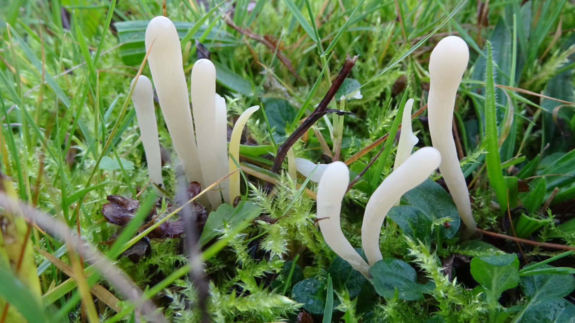 Moor Club
Clavaria argillacea