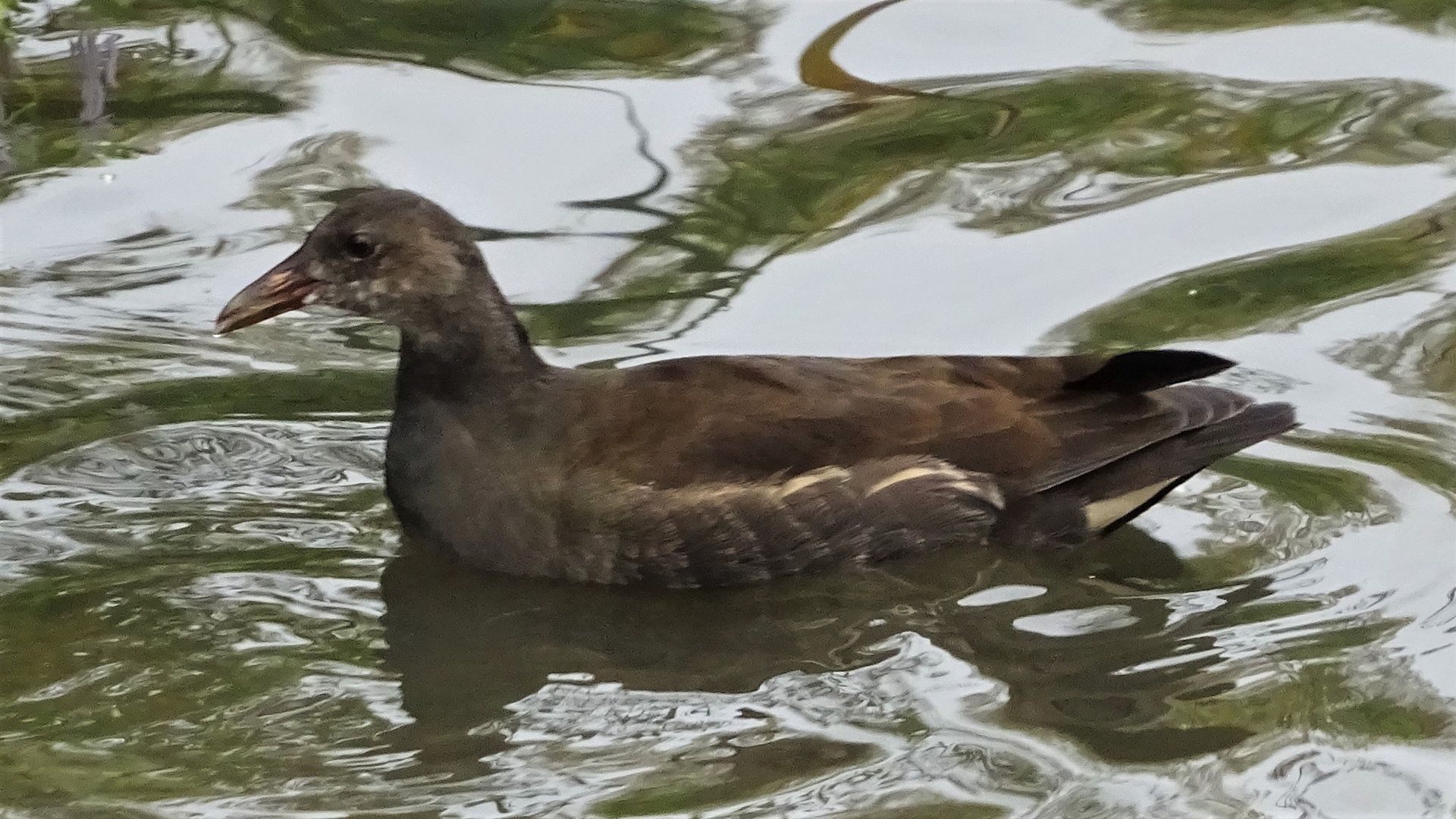 Moorhen
Gallinula chloropus
