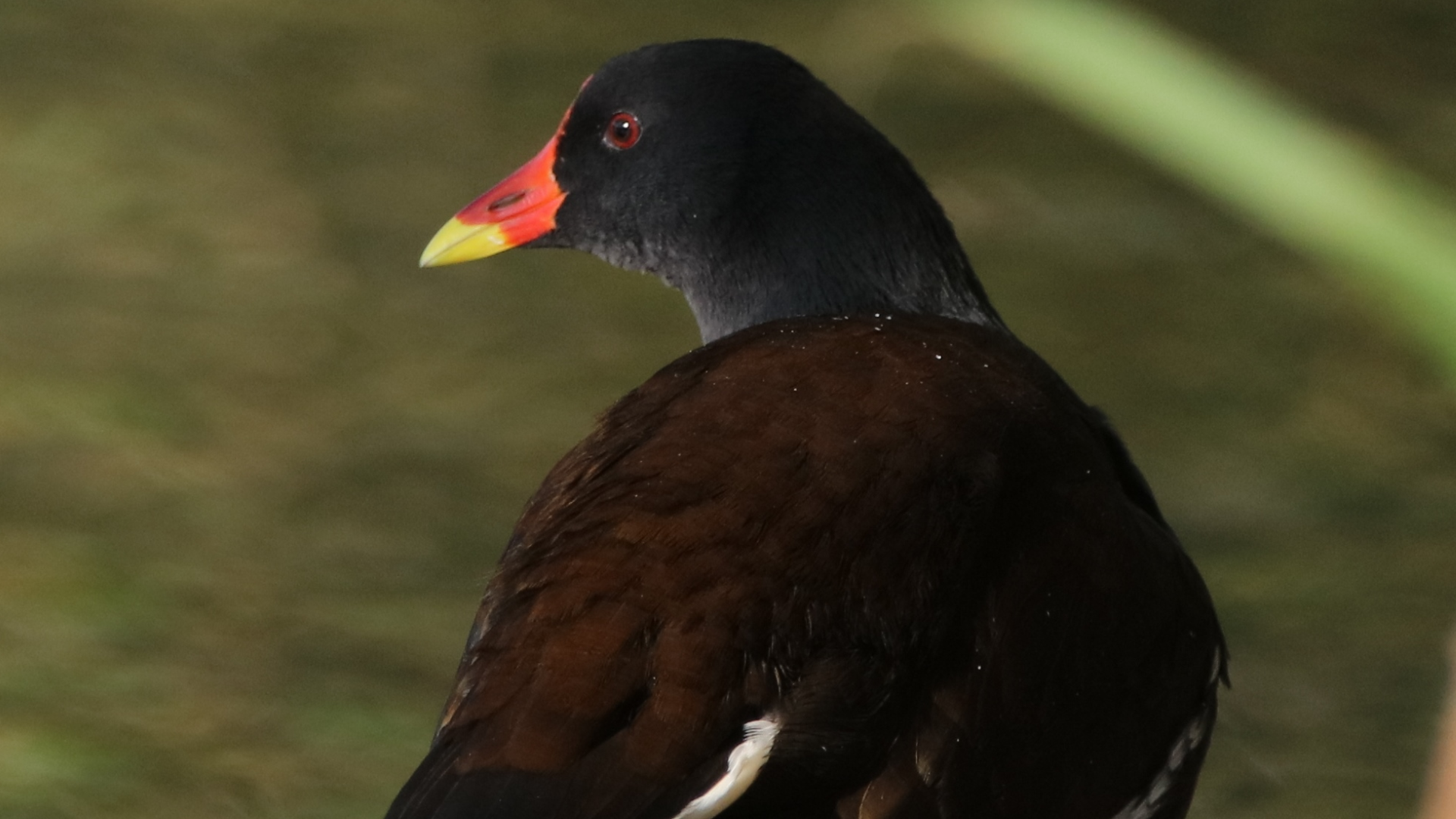 Moorhen
Gallinula chloropus