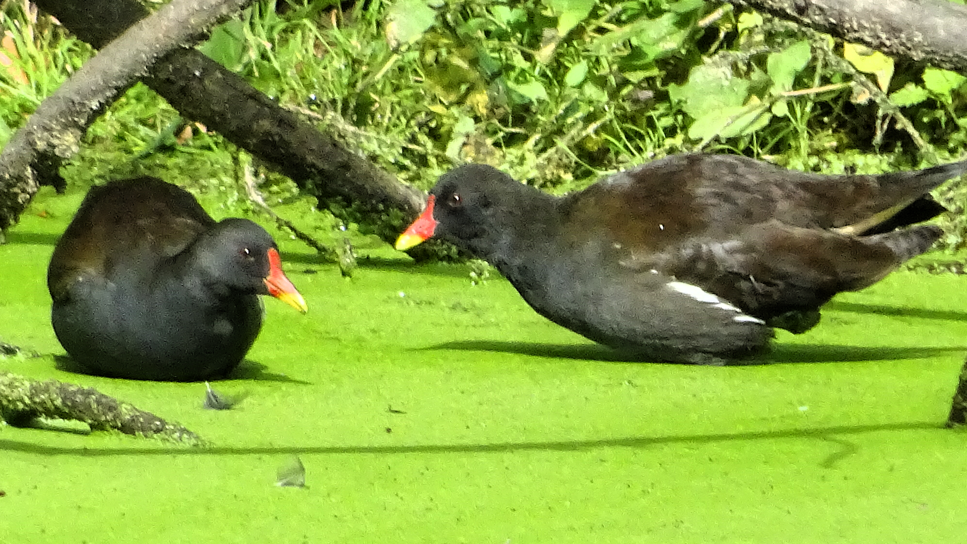 Moorhen
Gallinula chloropus