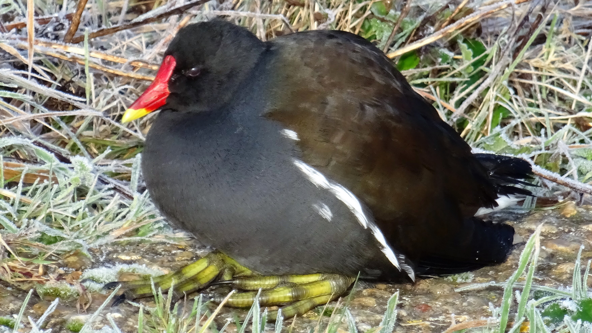 Moorhen
Gallinula chloropus