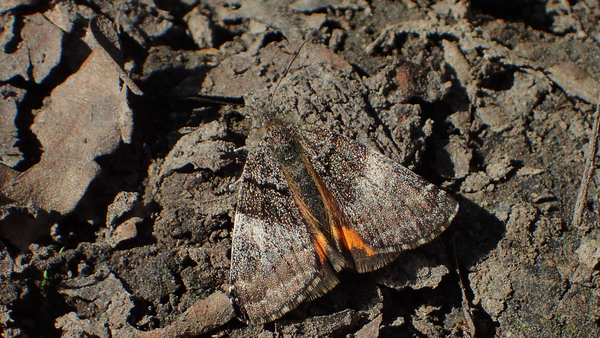 Orange Underwing