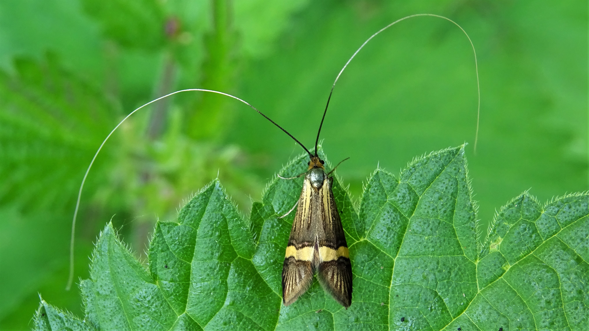 Yellow Banded Longhorn