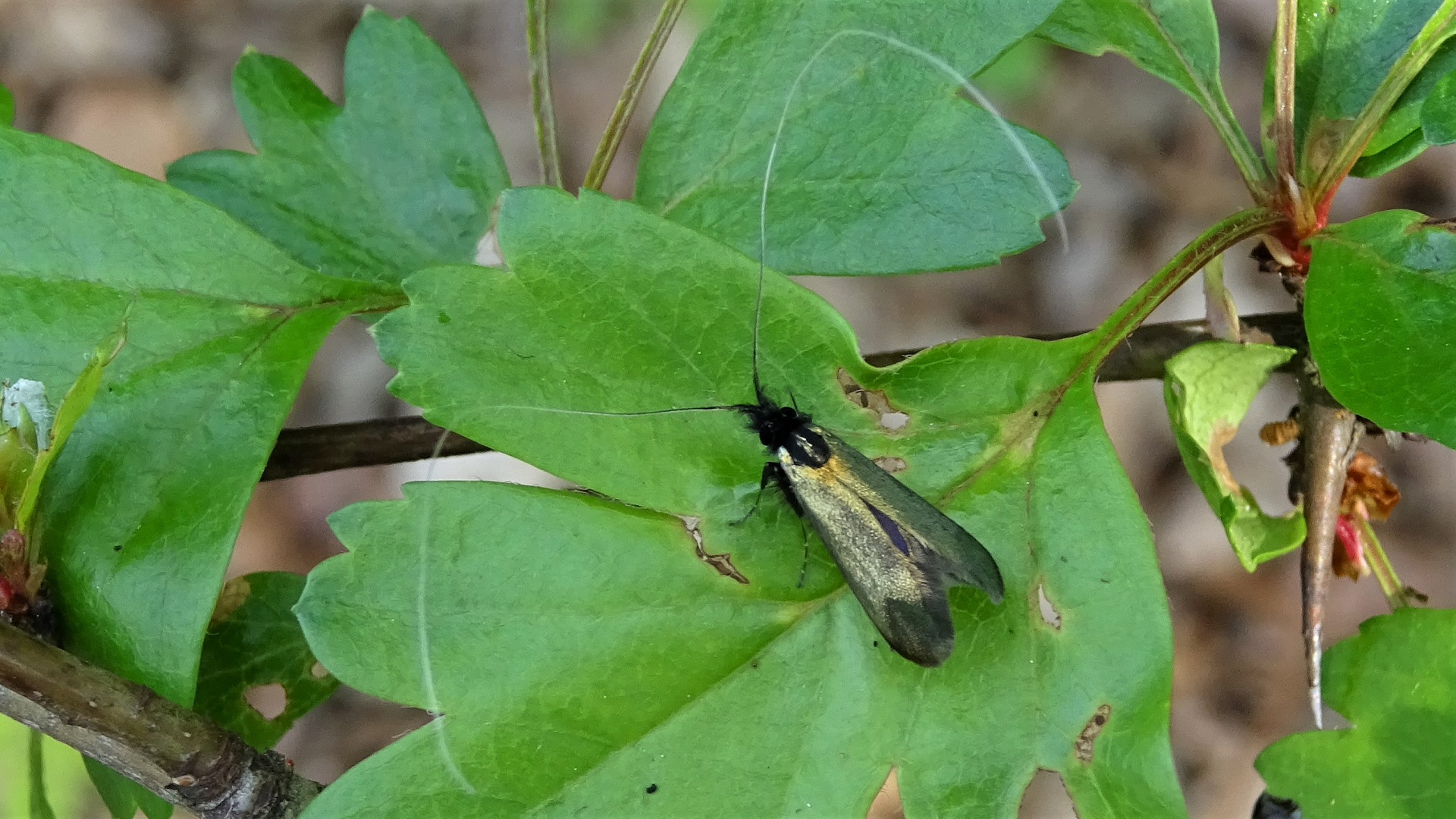 Yellow Banded Longhorn
