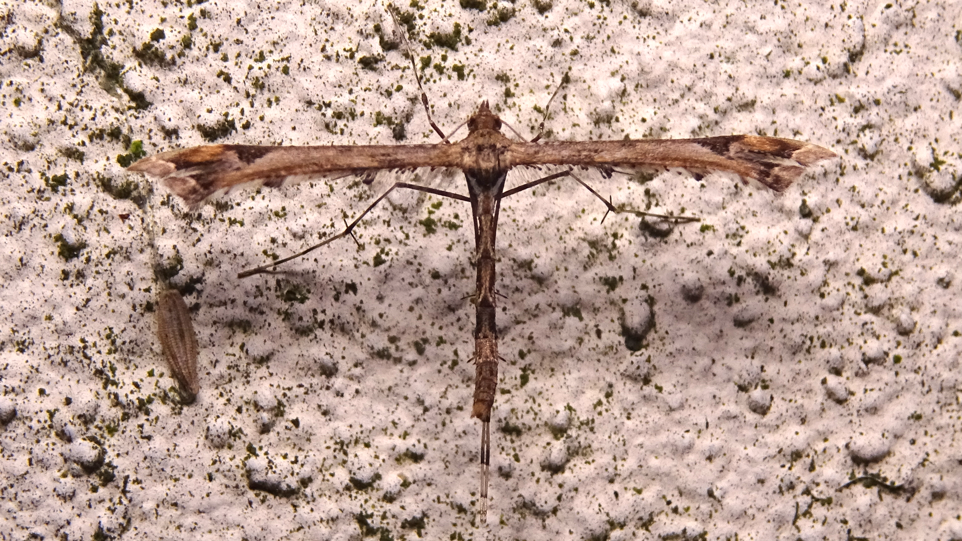 Yellow Banded Longhorn
