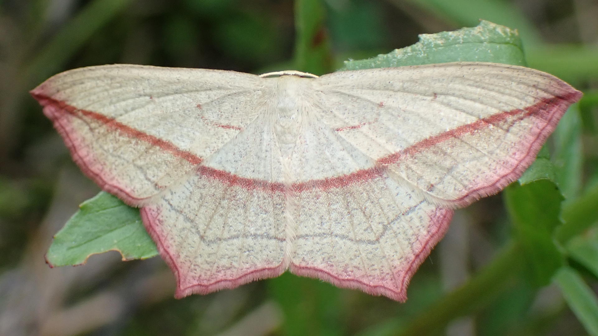 Silver Grass-miner
Elachista argentella
