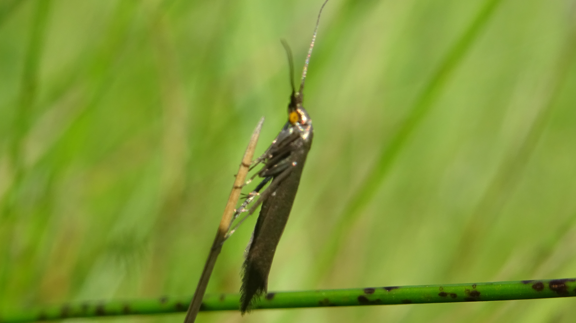 Yellow Banded Longhorn
