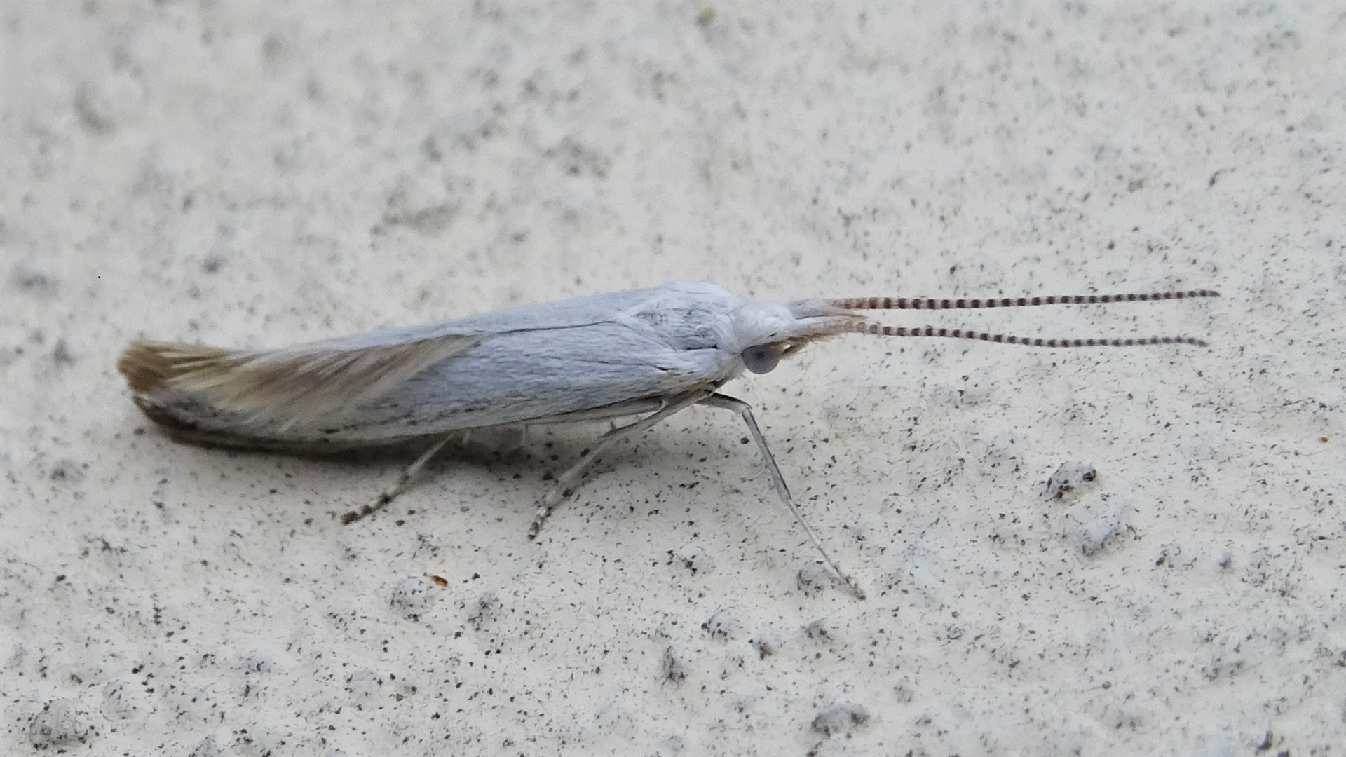 Coleophora Case-bearer