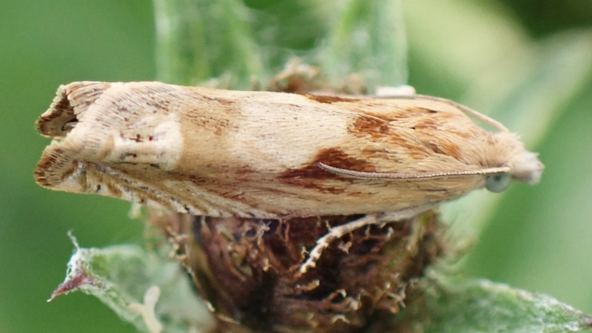Silver Grass-miner
Elachista argentella