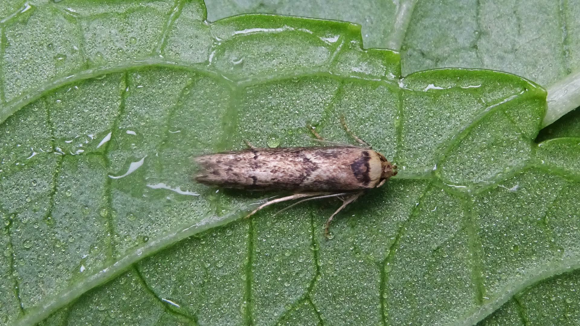 Yellow Banded Longhorn