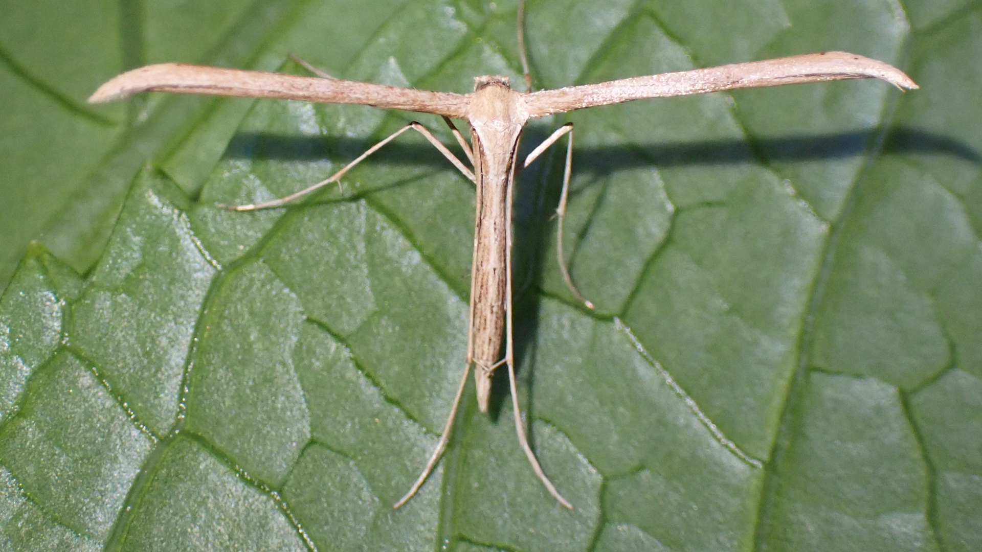 Yellow Banded Longhorn