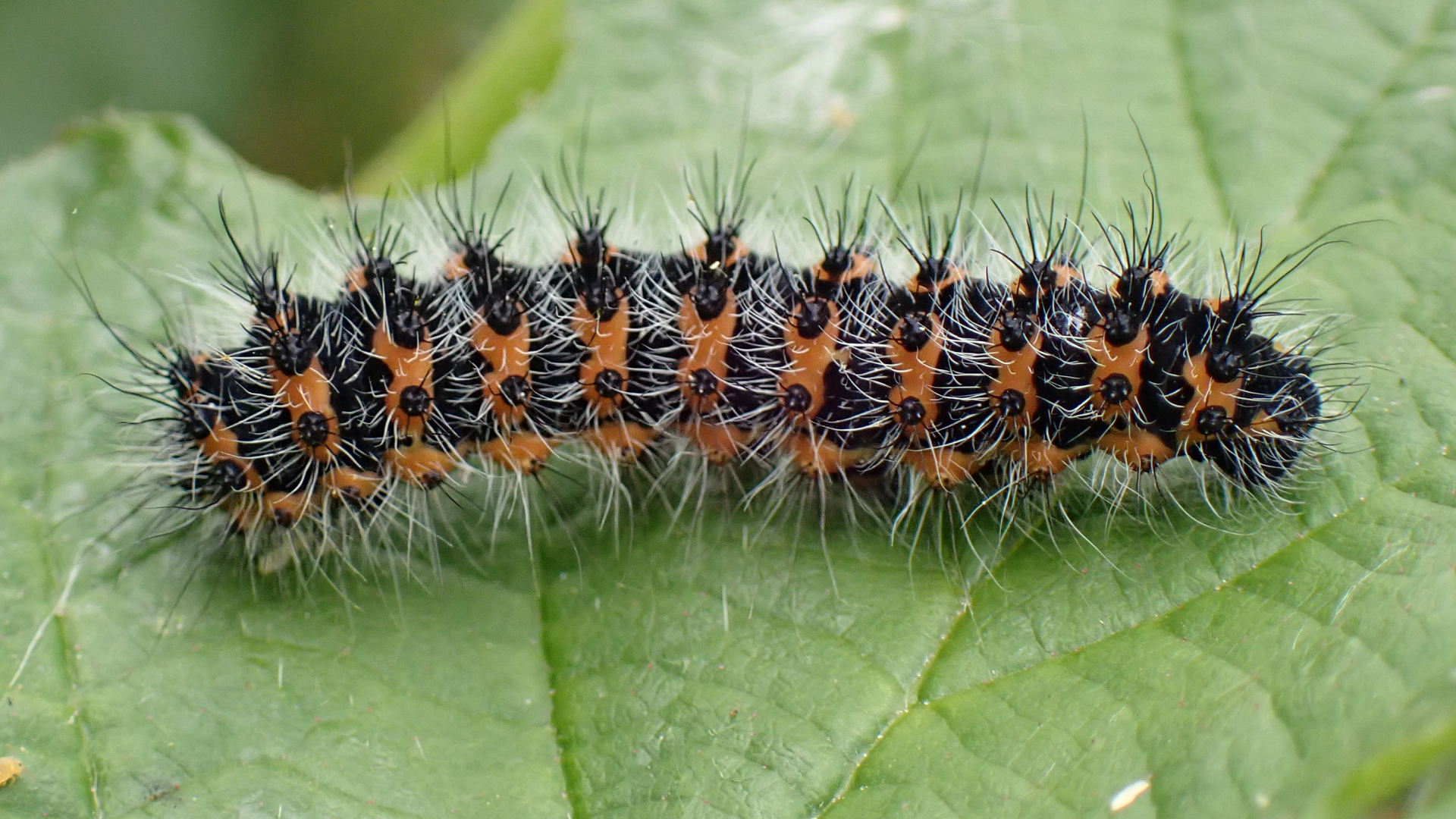 Saturnia pavonia