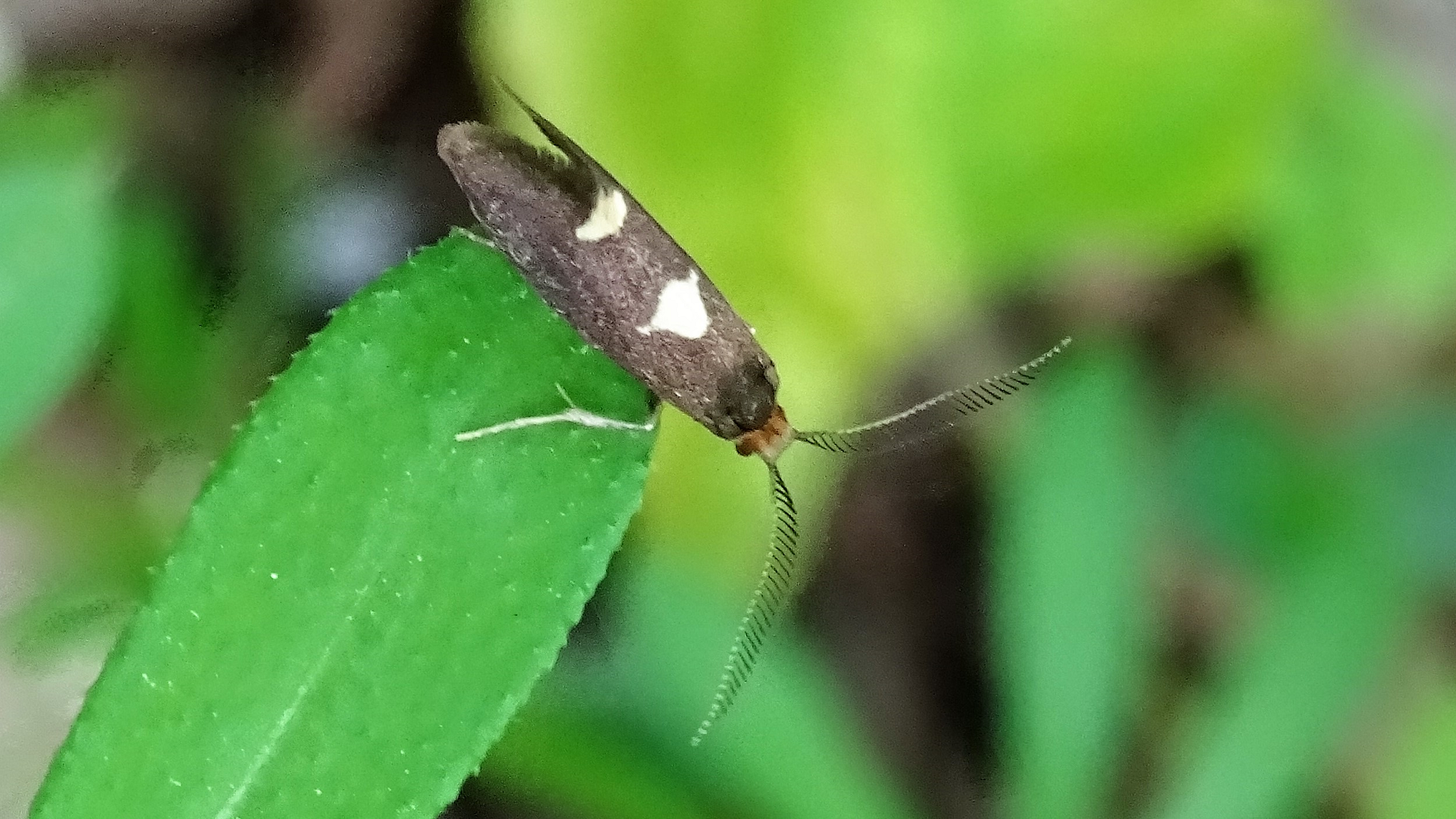 Yellow Banded Longhorn