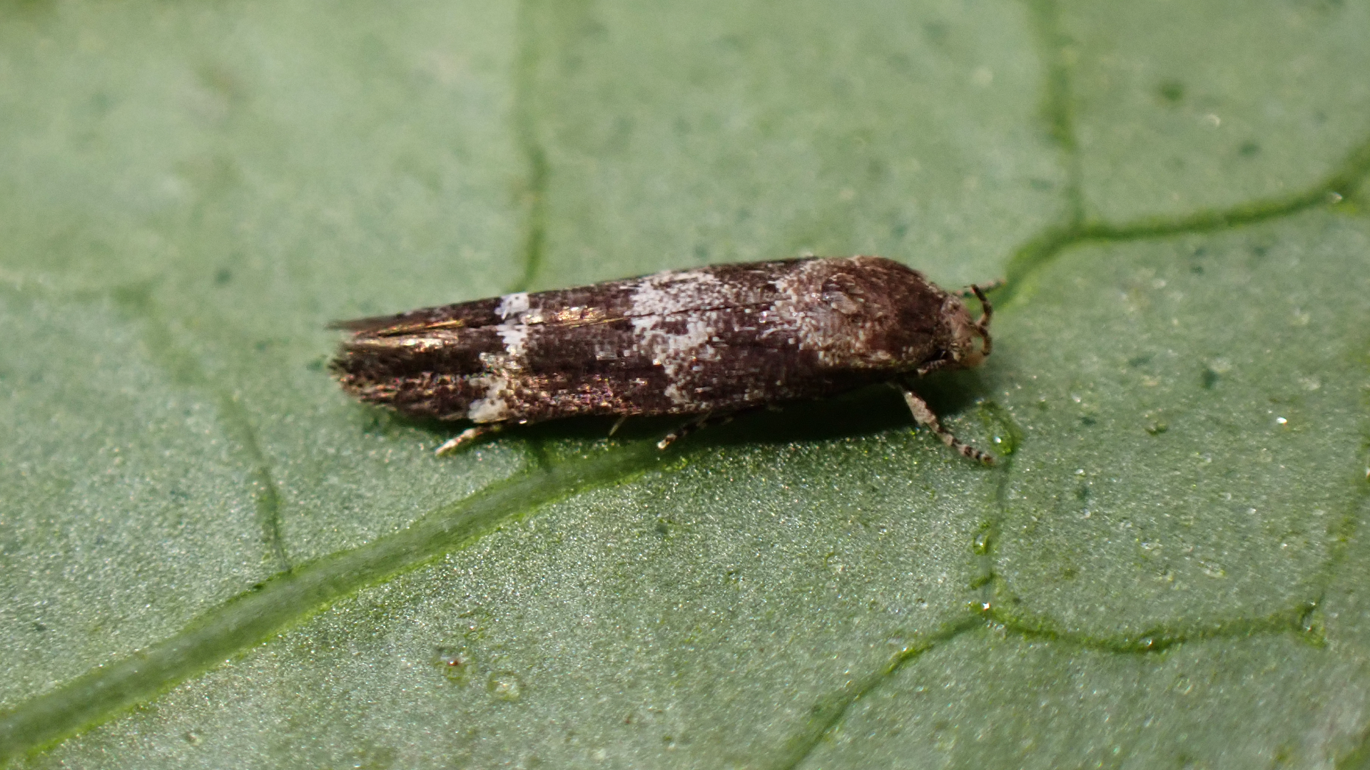 Yellow Banded Longhorn