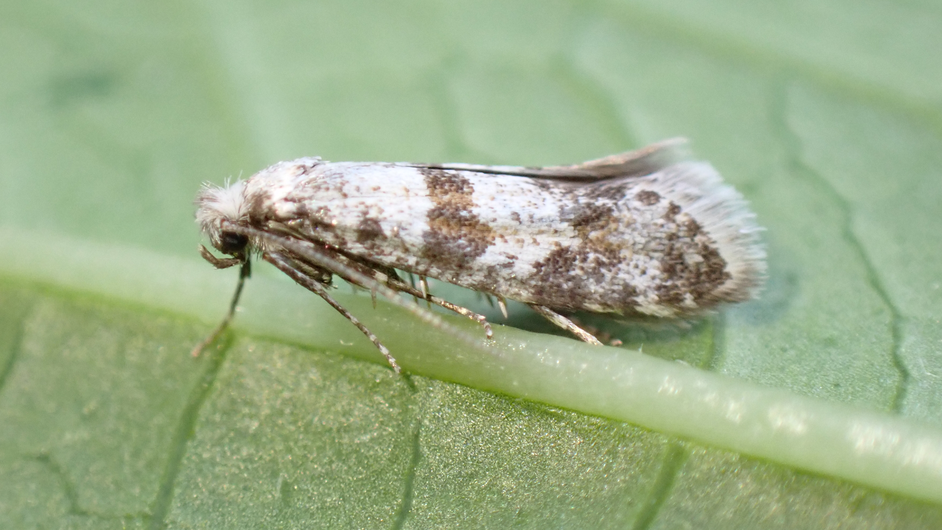 Yellow Banded Longhorn