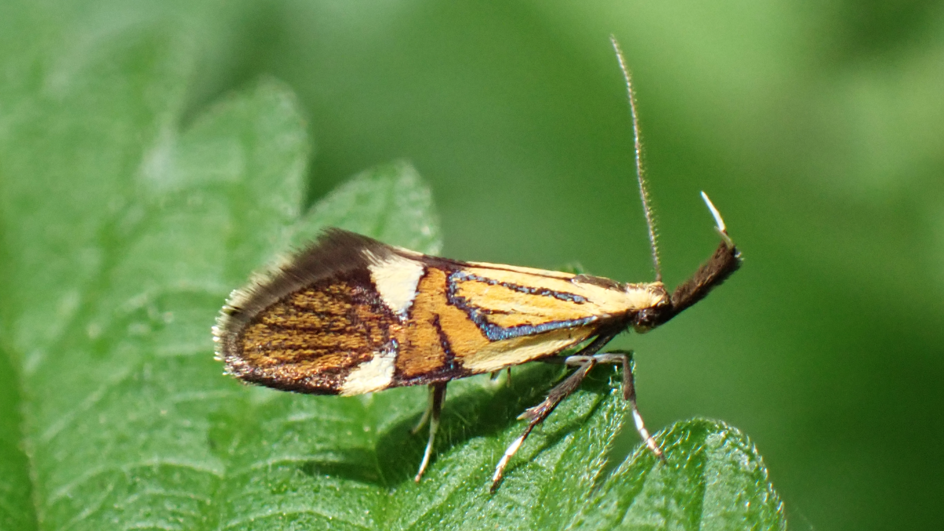 Lime Hawk-moth
Mimas tiliae
