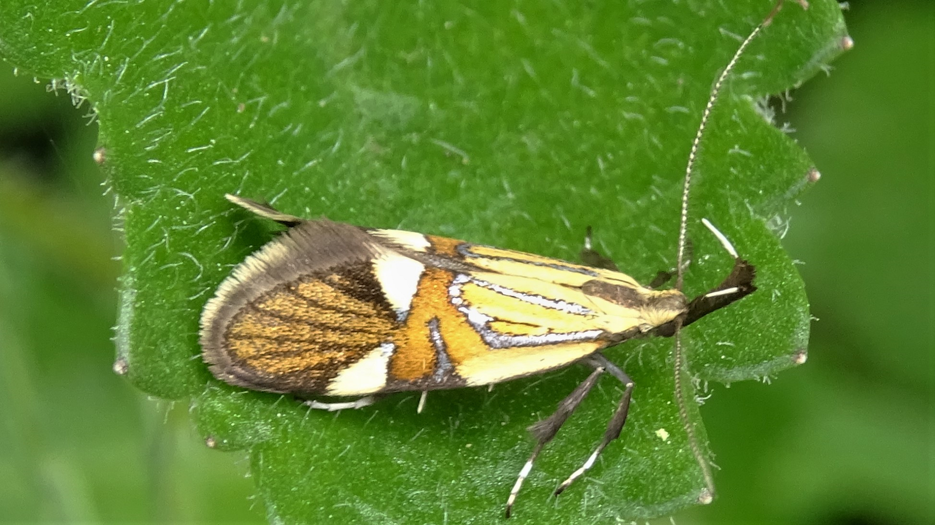 Yellow Banded Longhorn