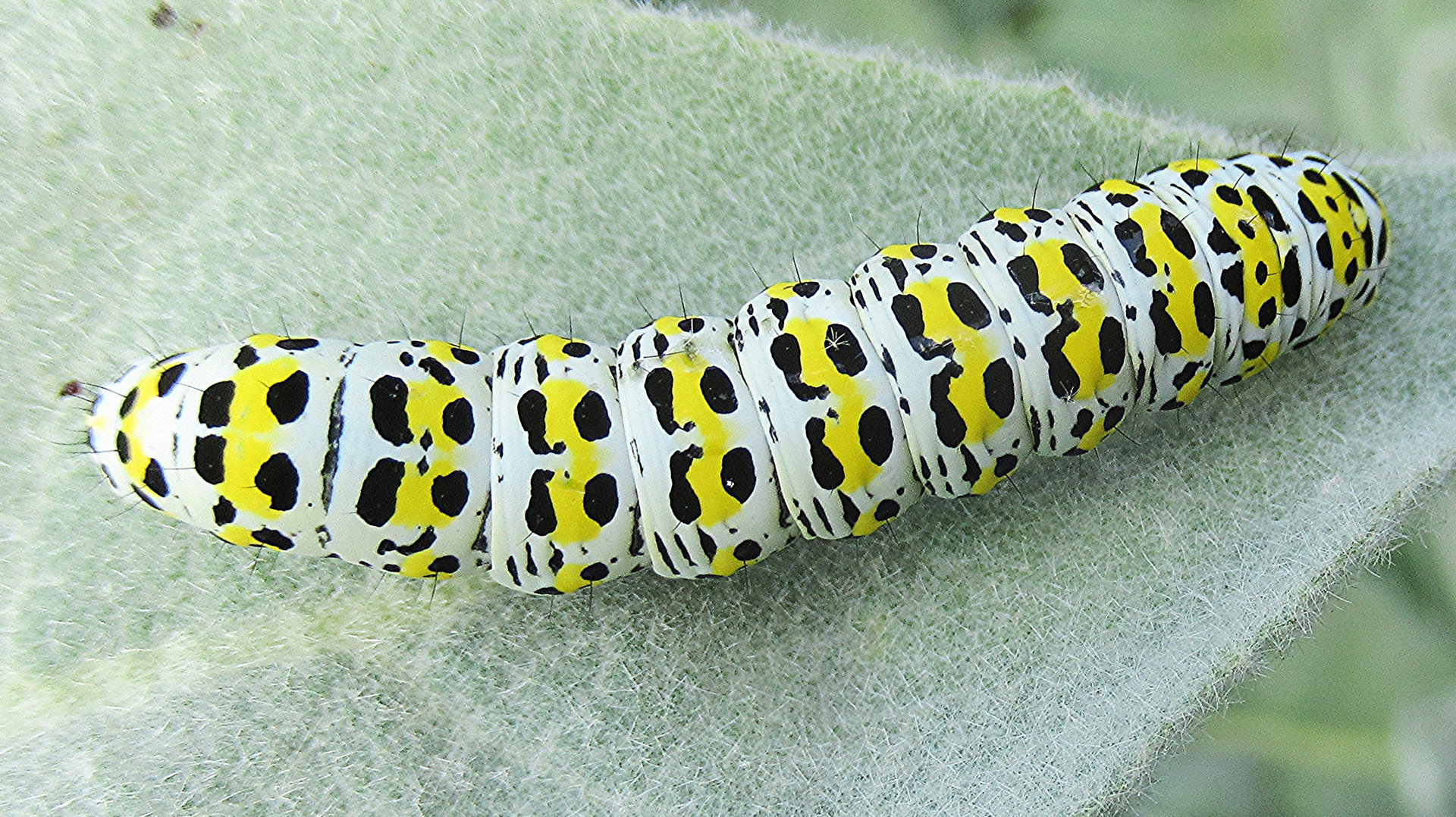 Mullein Moth