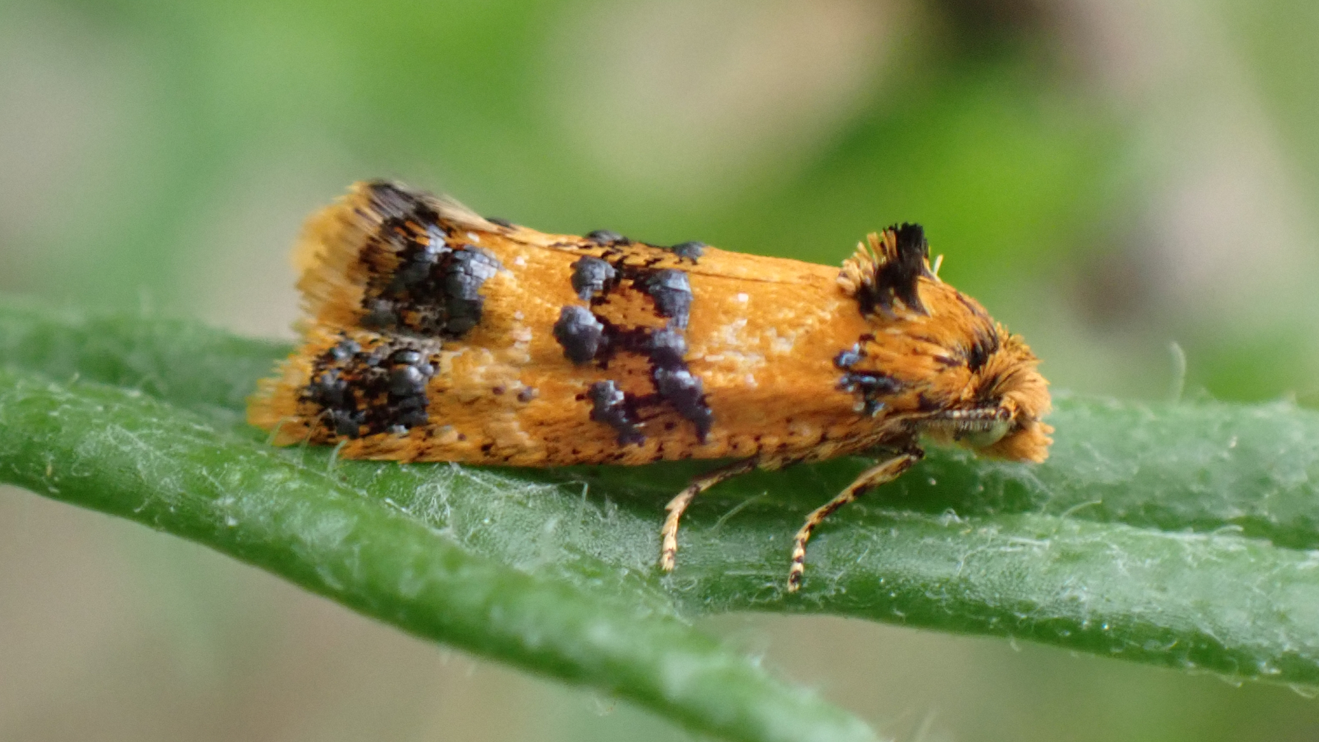 Orange-spot Daisy Moth
Dichrorampha alpinana