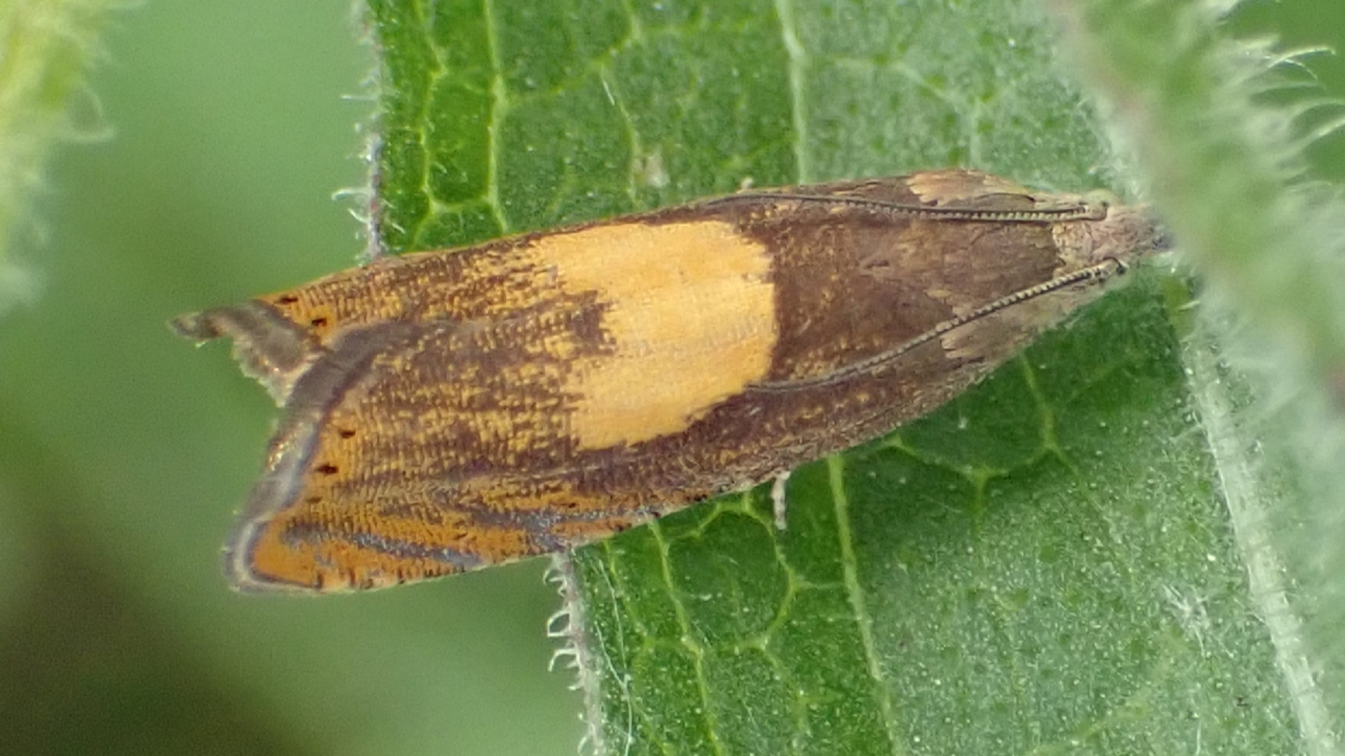 Orange-spot Daisy Moth
Dichrorampha alpinana