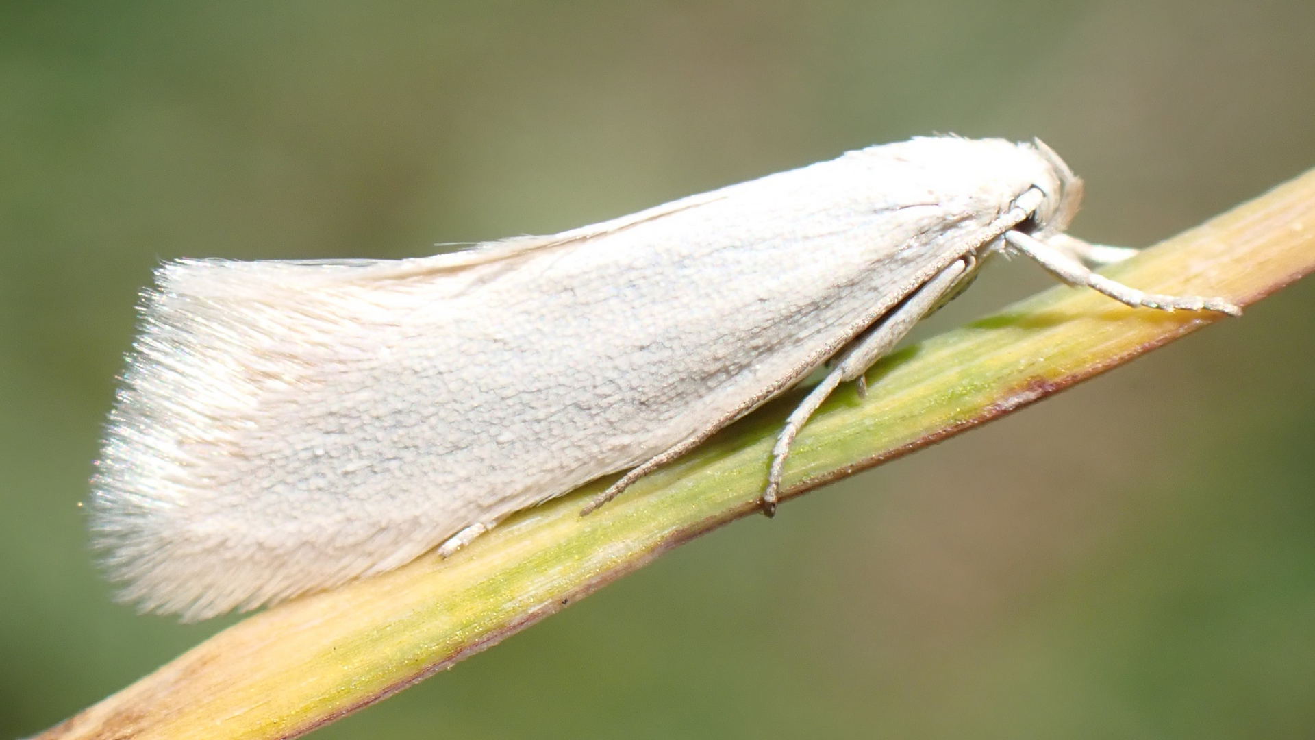 Silver Grass-miner
Elachista argentella