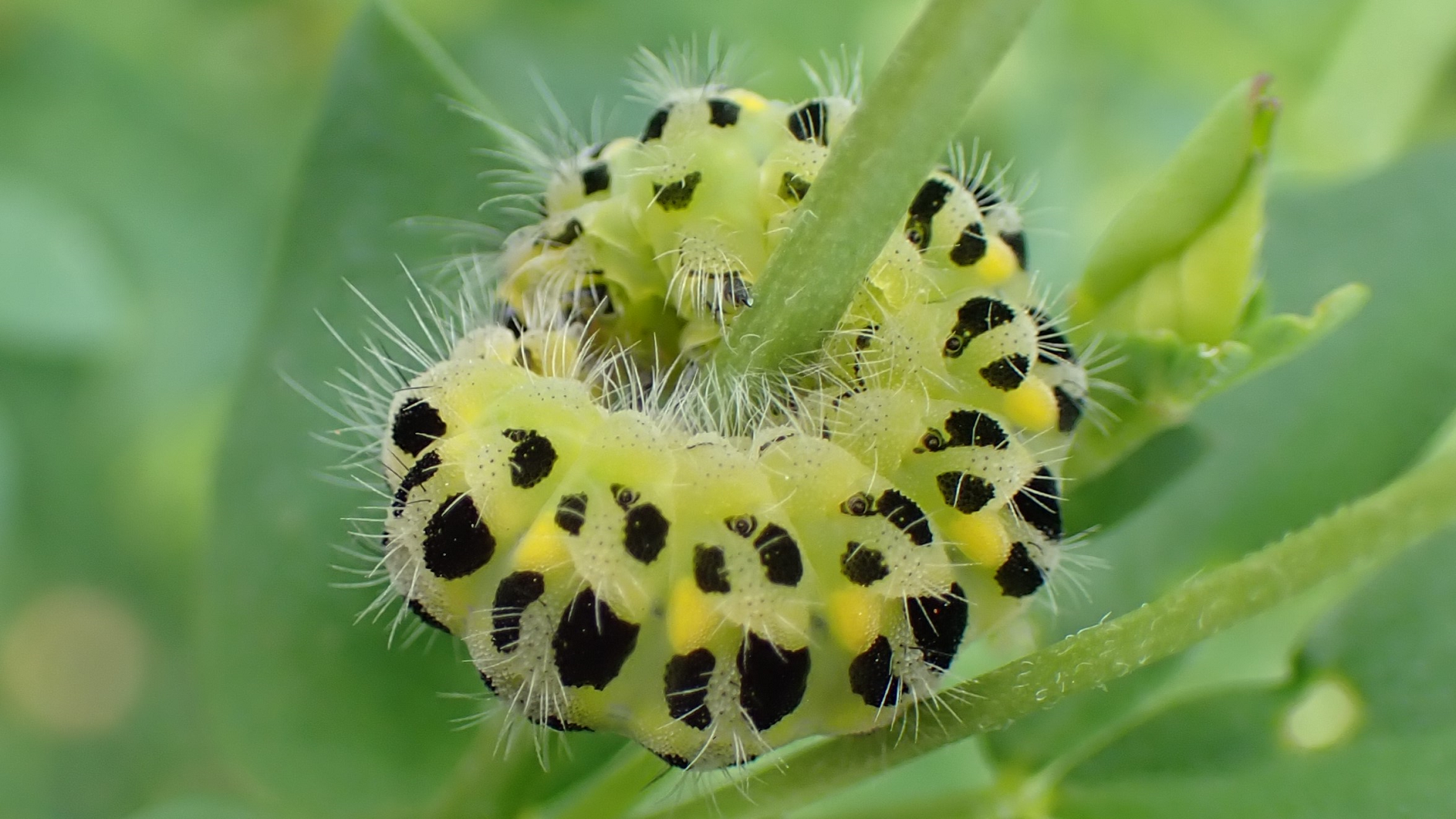 Six-spot Burnet
Zygaena filipendulae