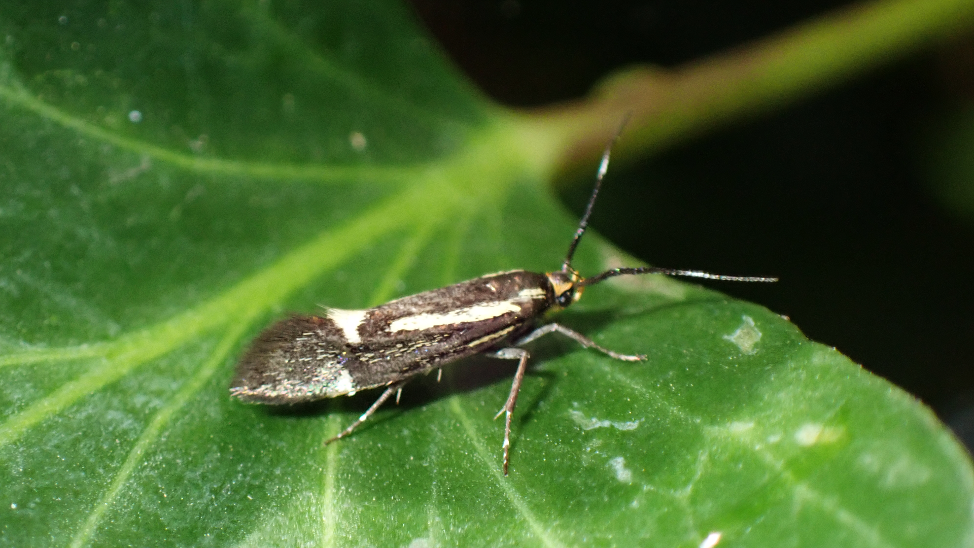 Yellow Banded Longhorn