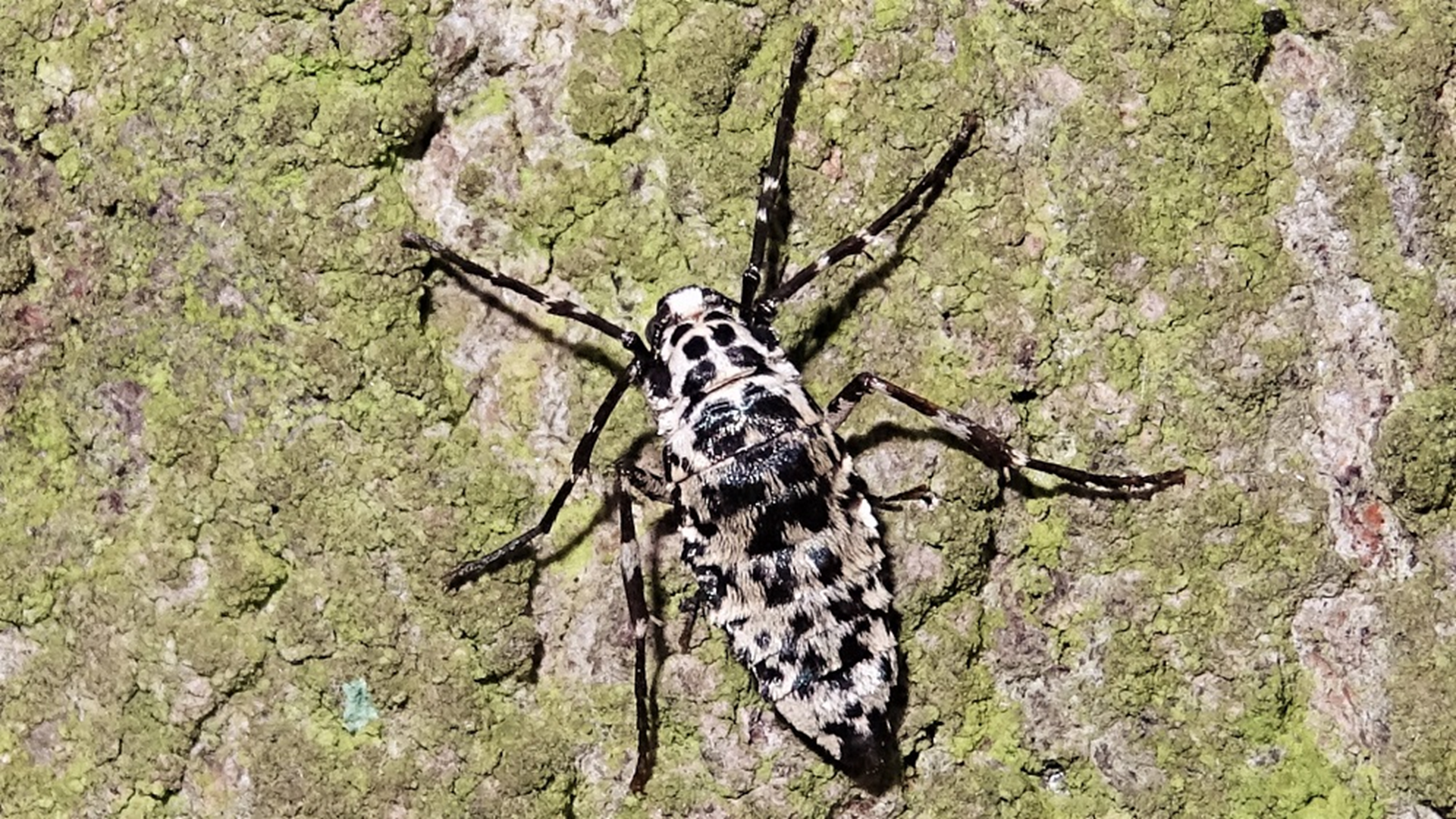 Mottled Umber
Erannis defoliaria