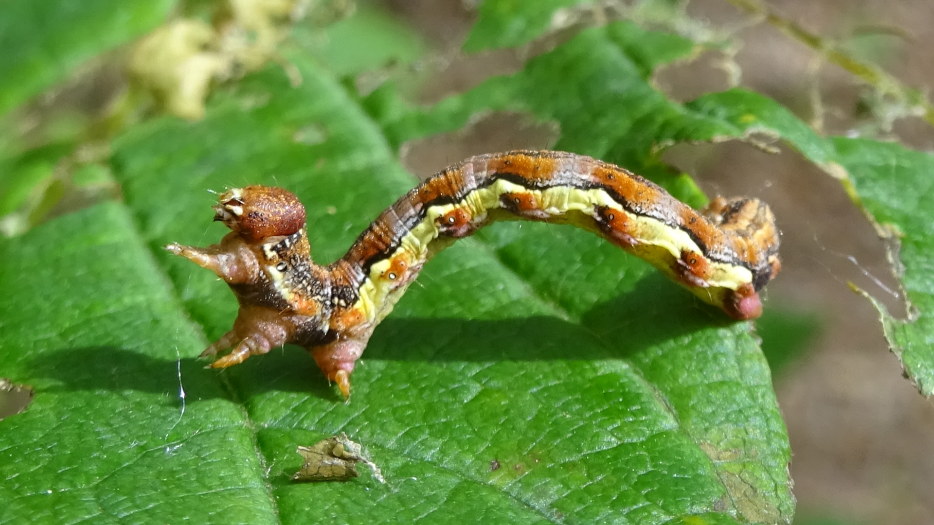 Mottled Umber