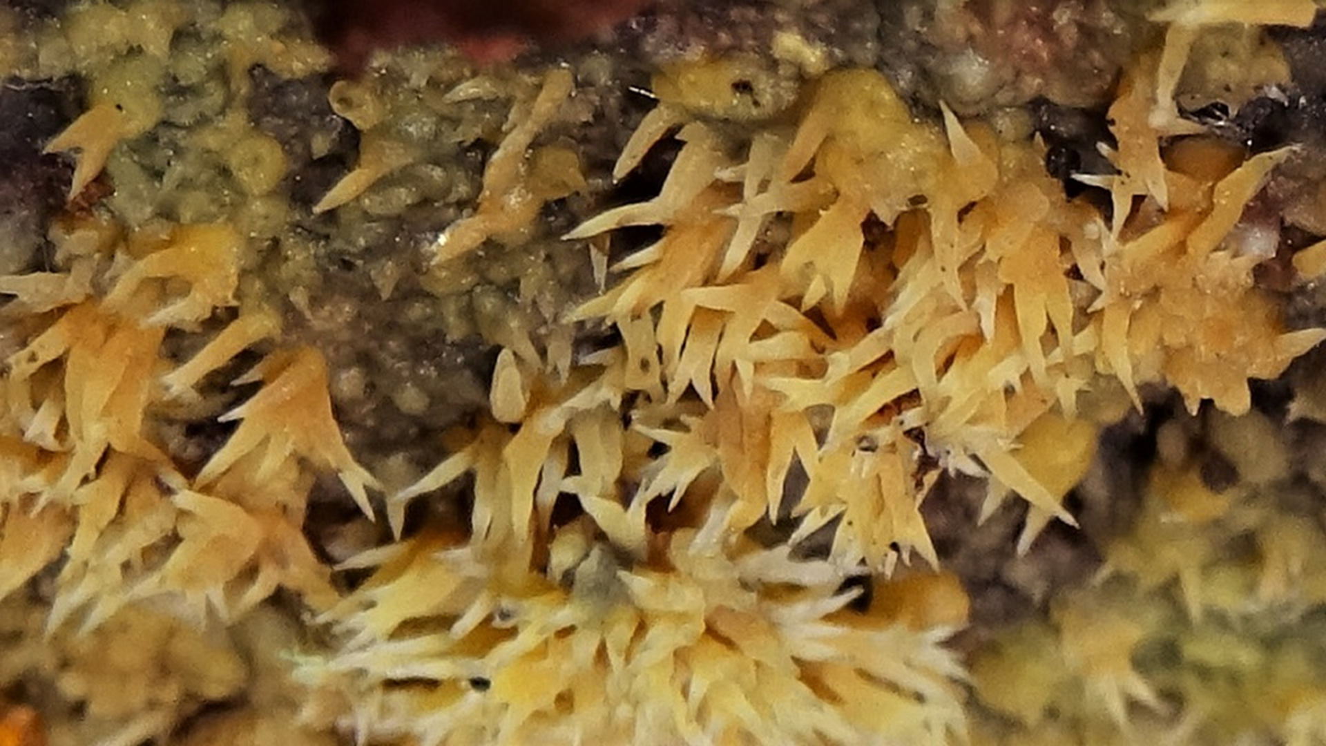 Golden Icicle Fungus
Mucronella flava