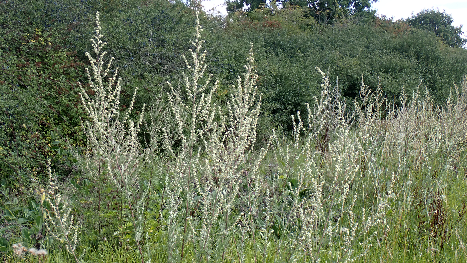 Mugwort
Artemisia vulgaris