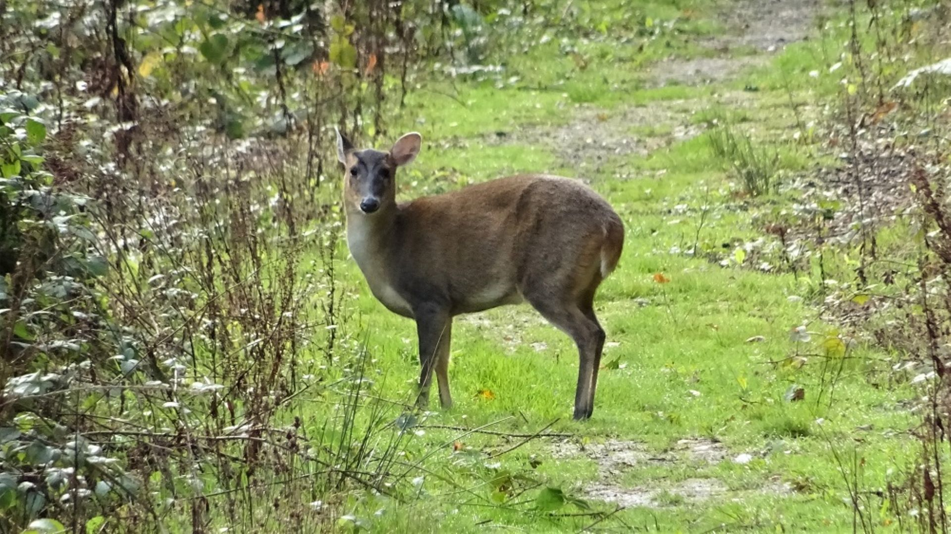 Muntjac Deer
Muntiacus