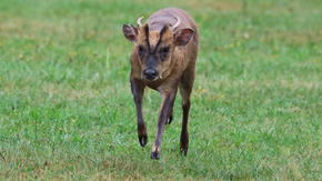 Muntjac