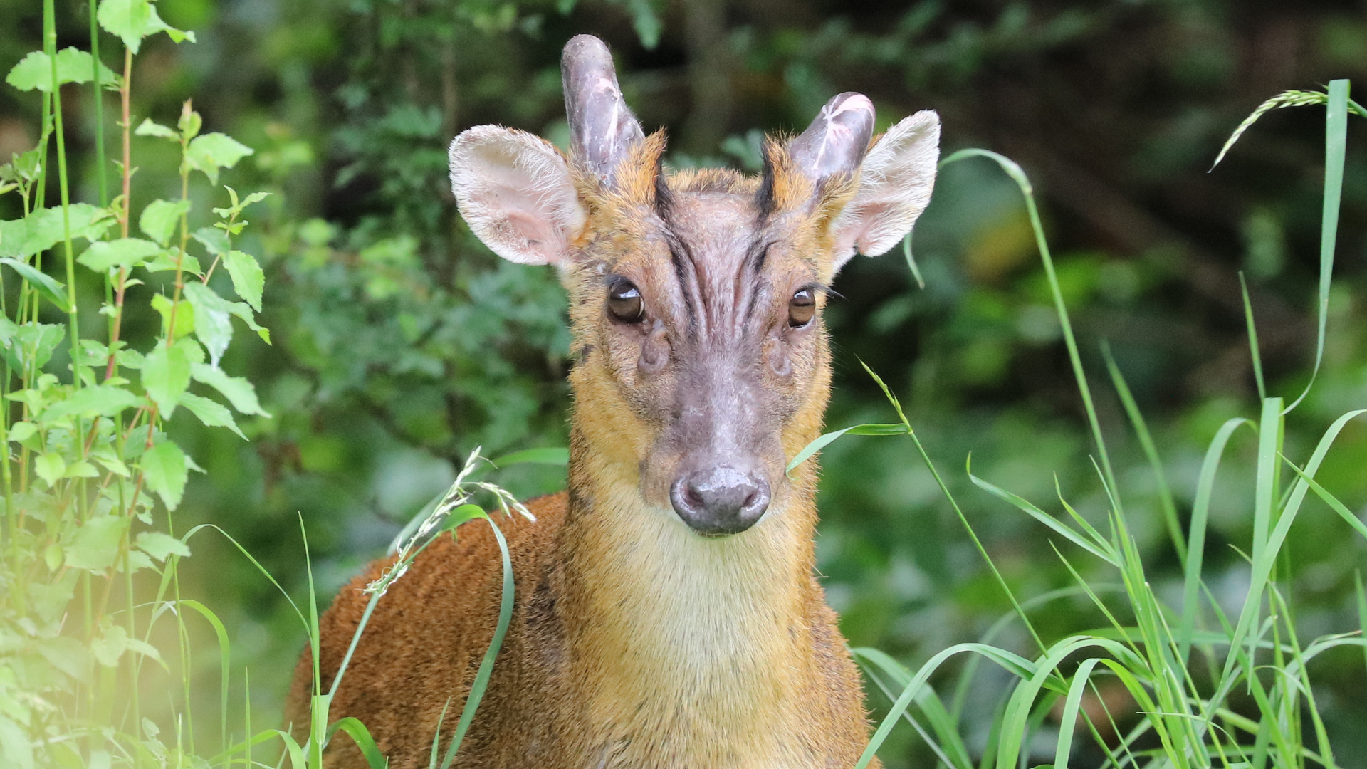 muntjac