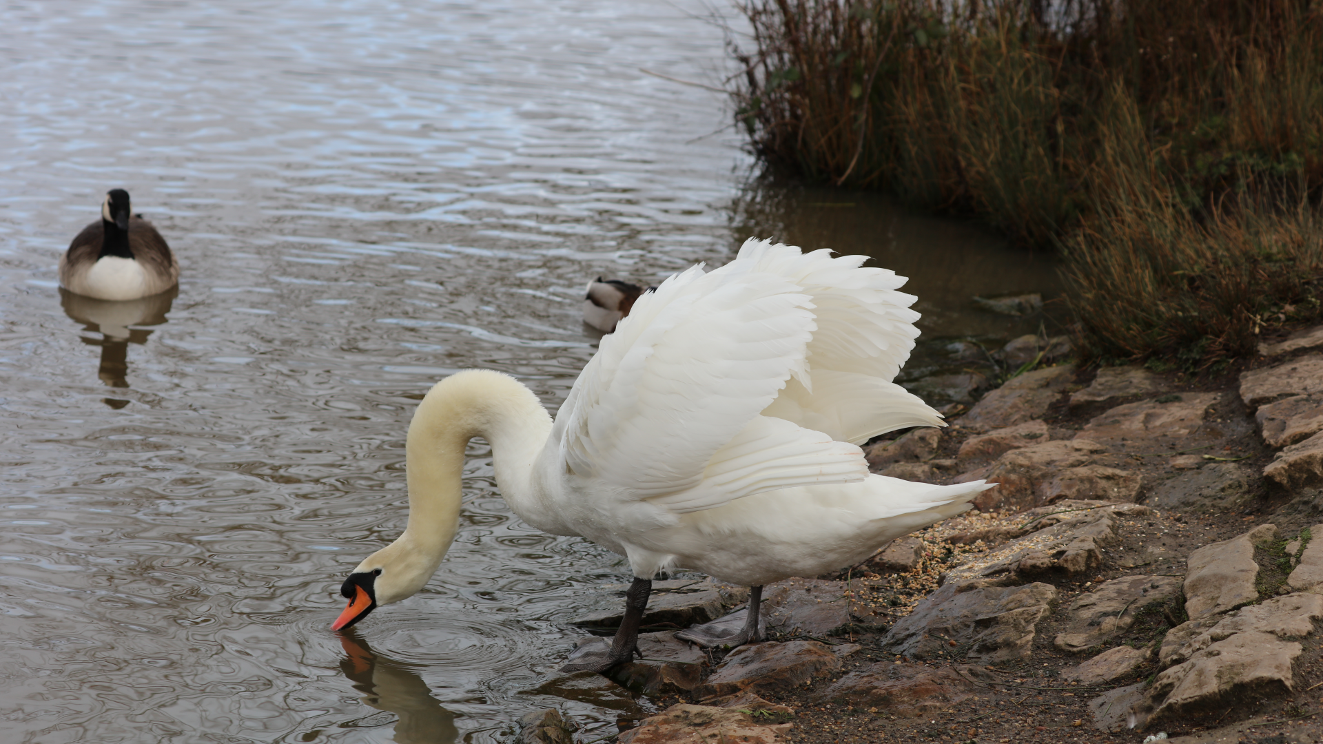 Swan
Cygnus olor