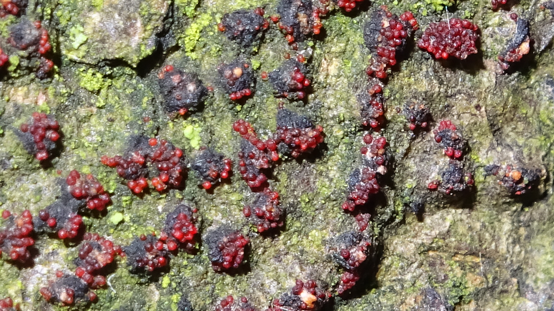 Coral Spot
Nectria cinnabarina