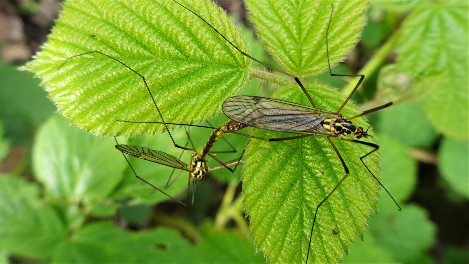 Tipula maxima