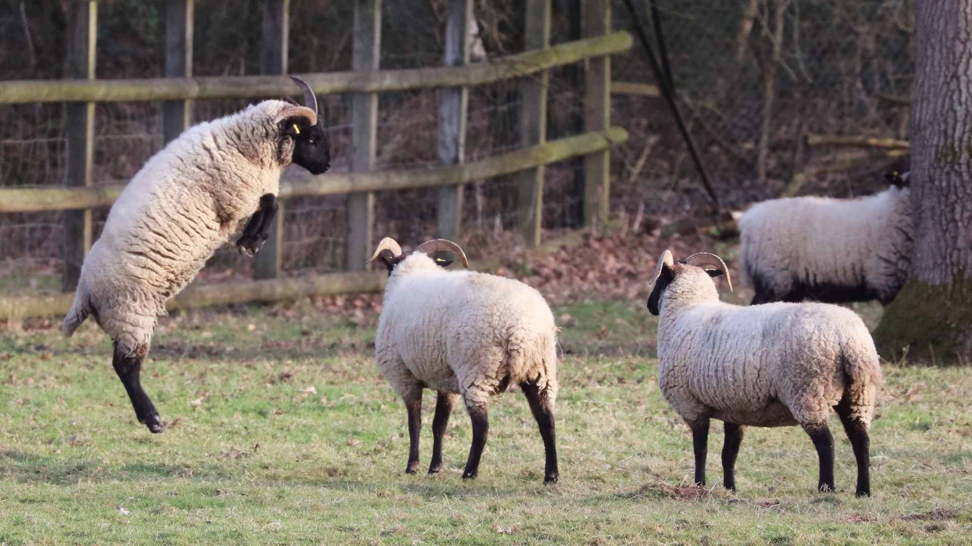Norfolk  horn sheep  in Foxburrow Farm