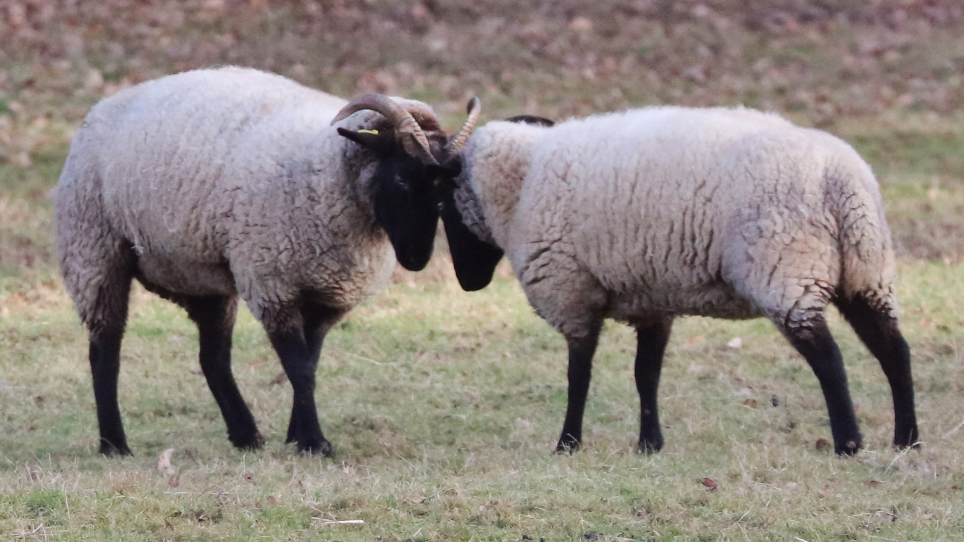 Norfolk  horn sheep  in Foxburrow Farm