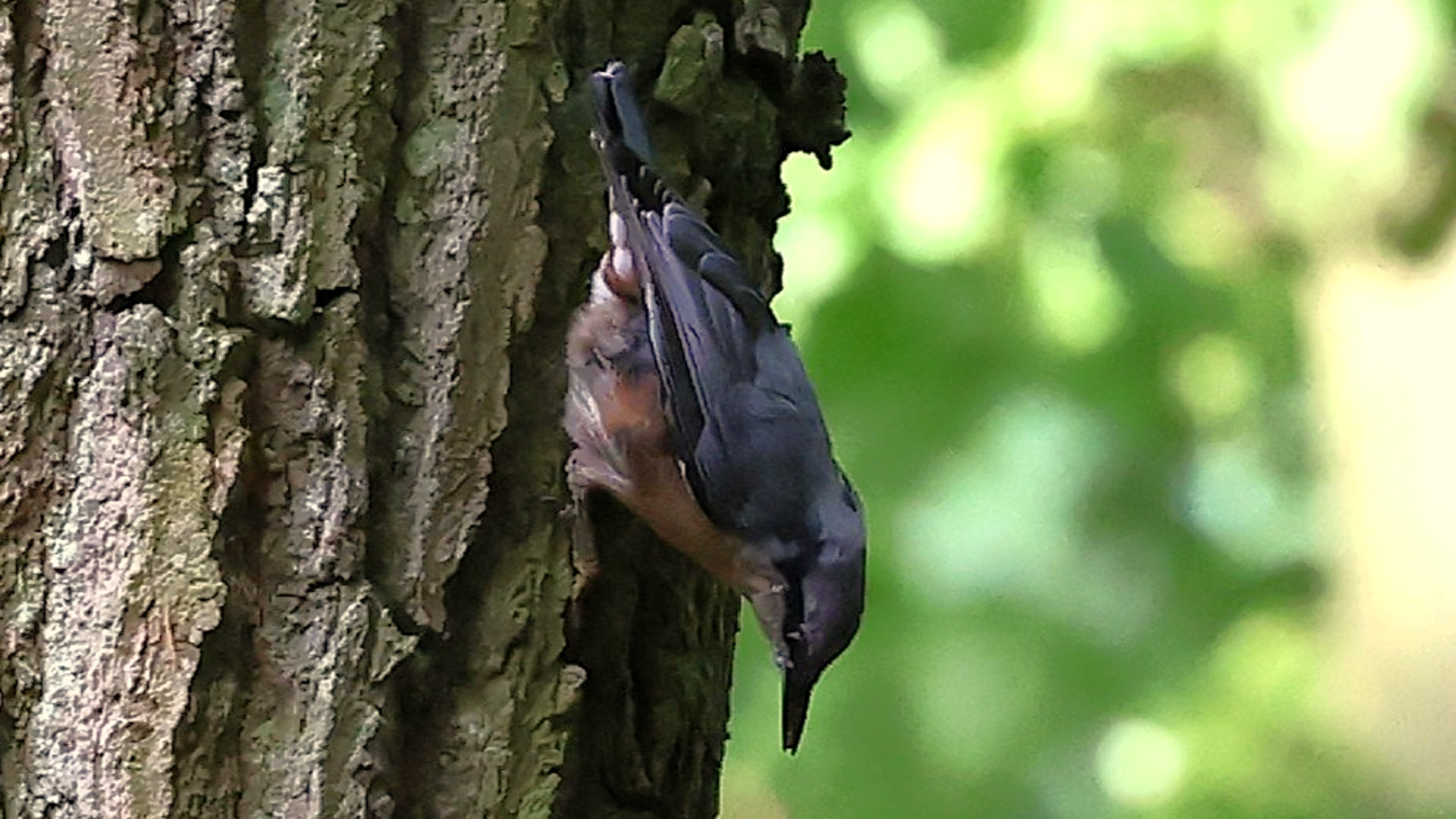 Nuthatch
Sitta europaea