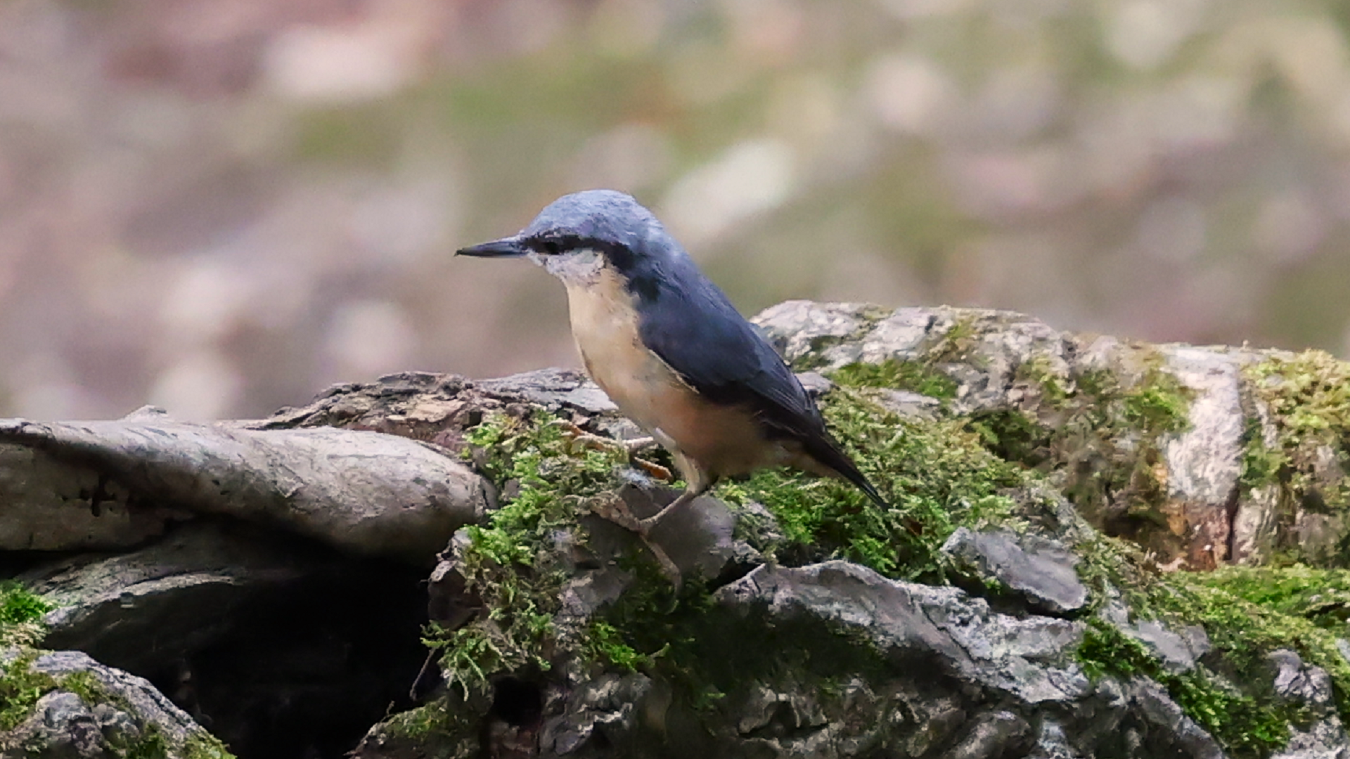 Nuthatch
Sitta europaea