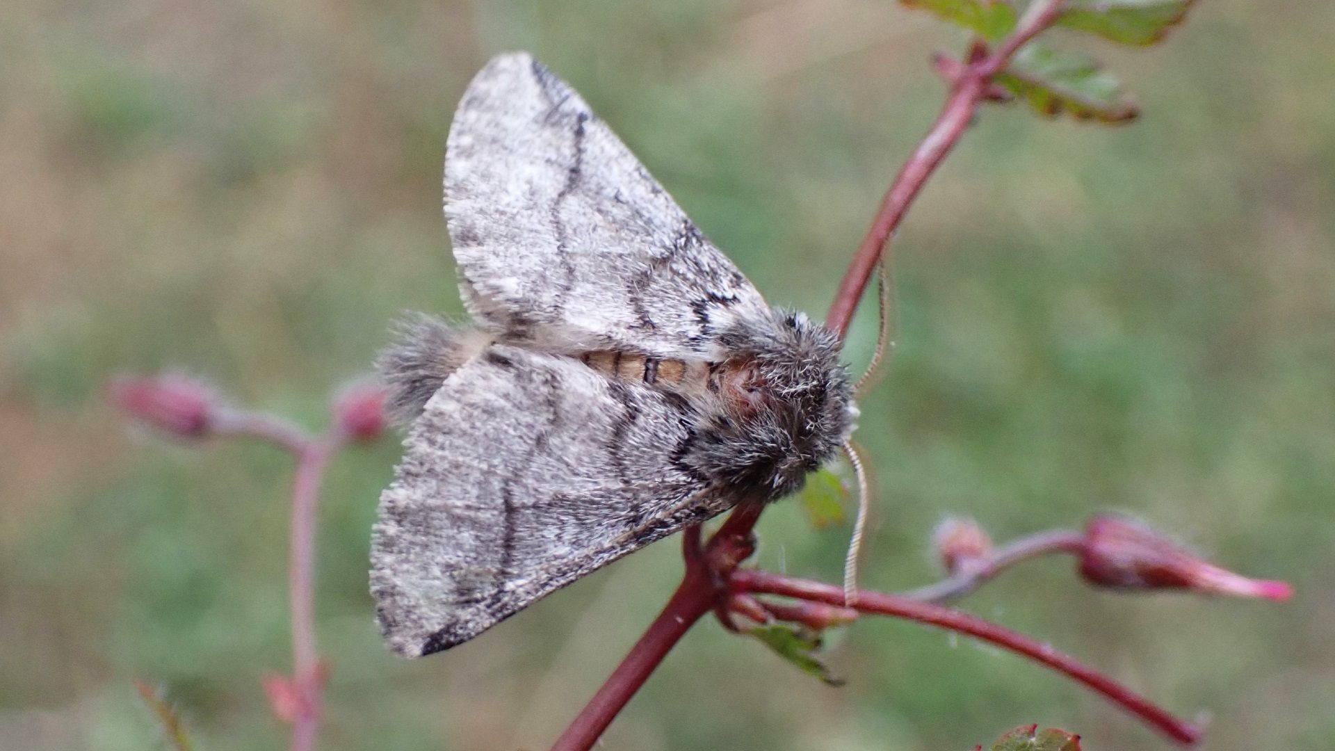 Dusky Thorn
Ennomos fuscantaria
