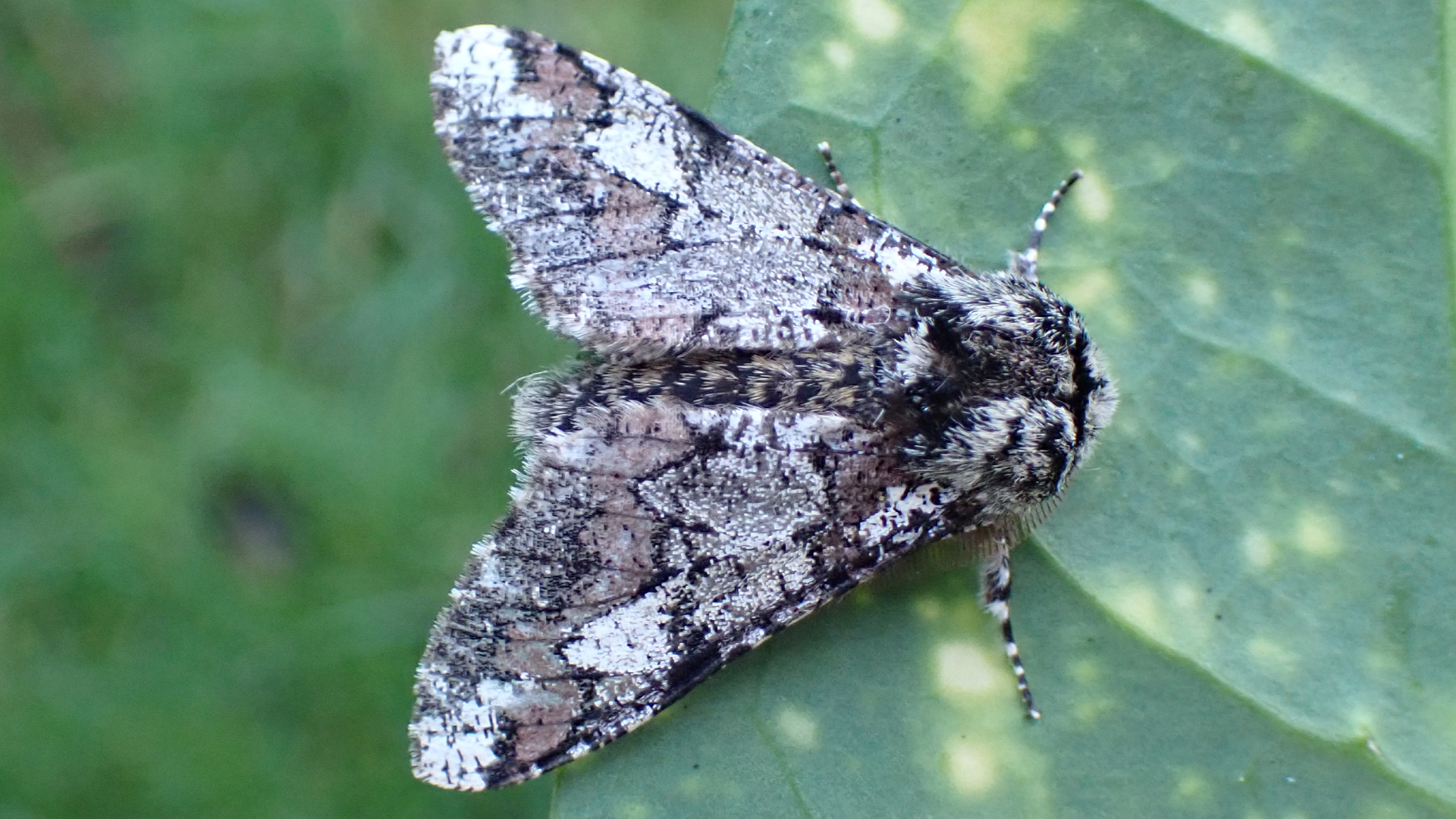 Biston strataria