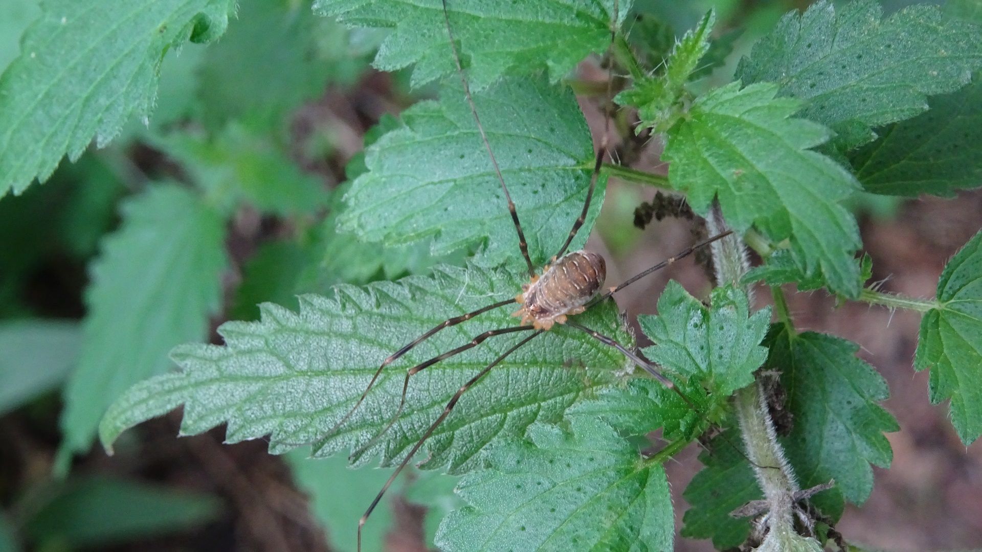 Harvestman