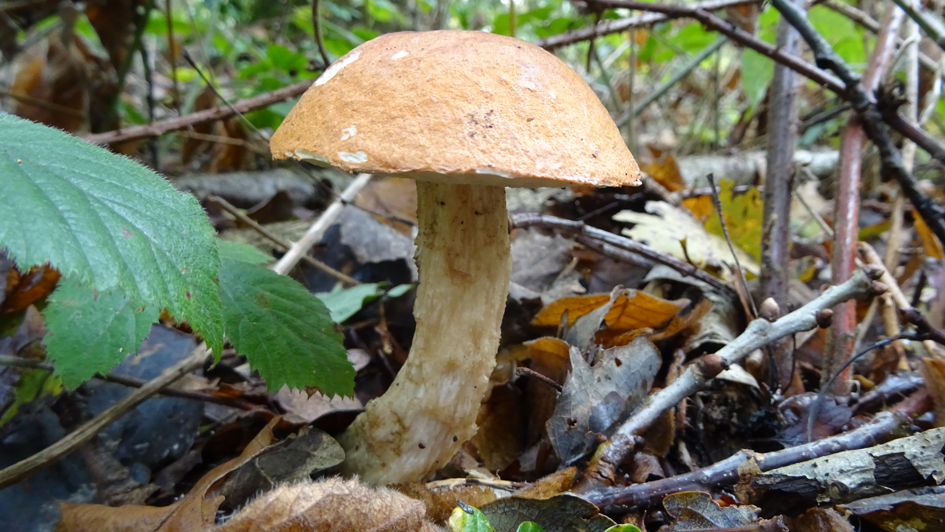 Orange Birch Bolete
Leccinum versipelle