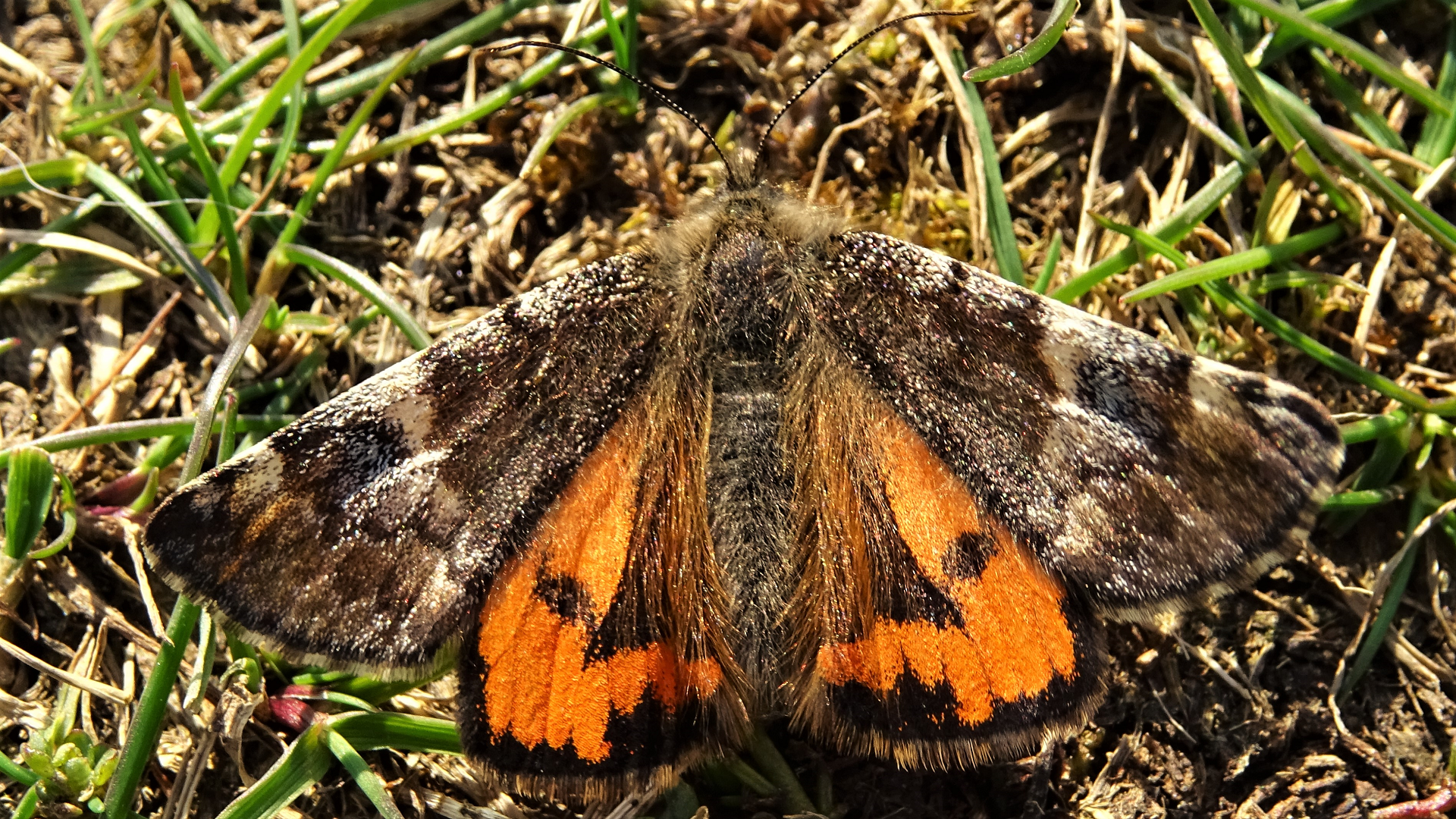 Orange Underwing