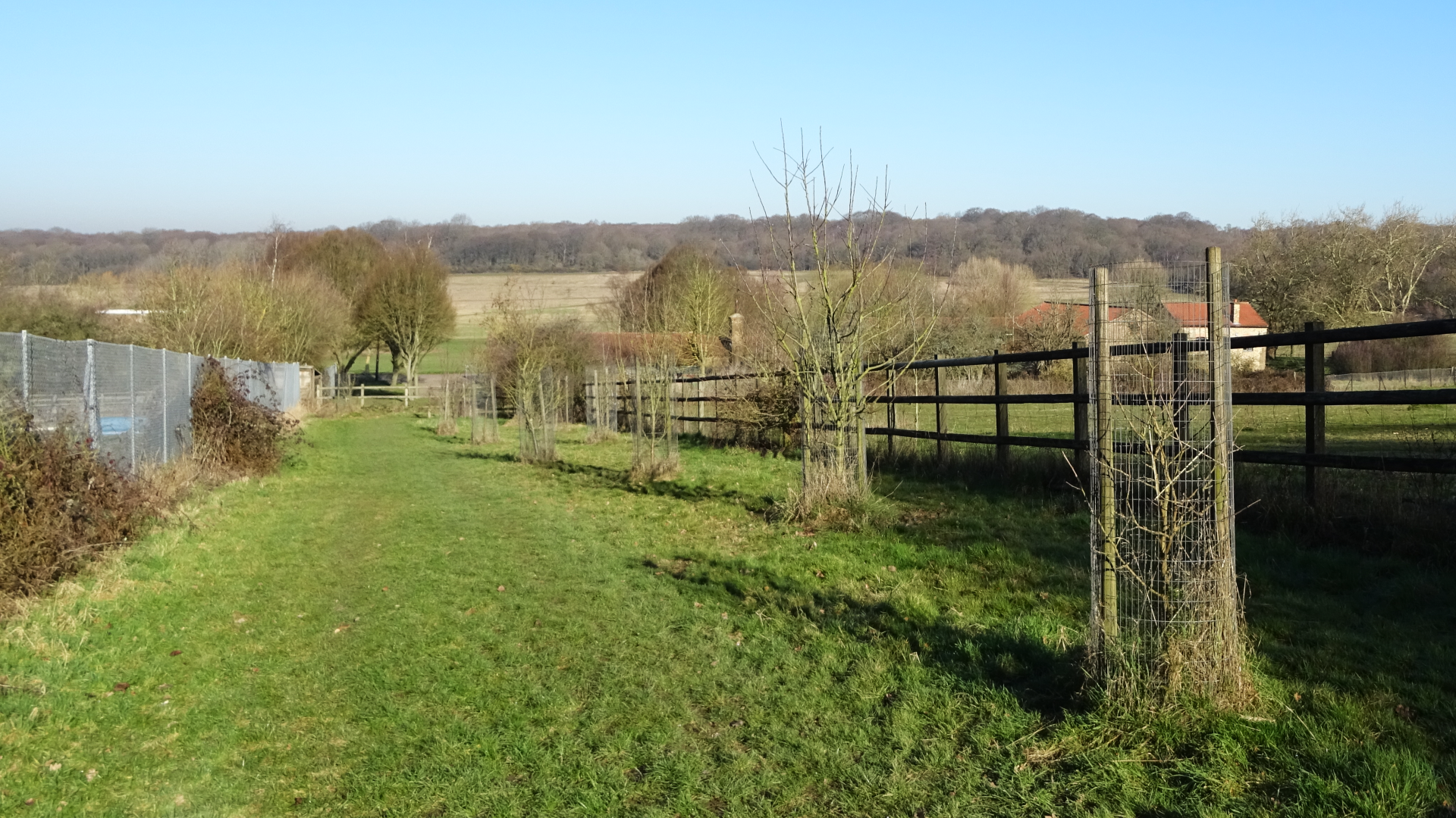 The Orchard
Tree Pruning
