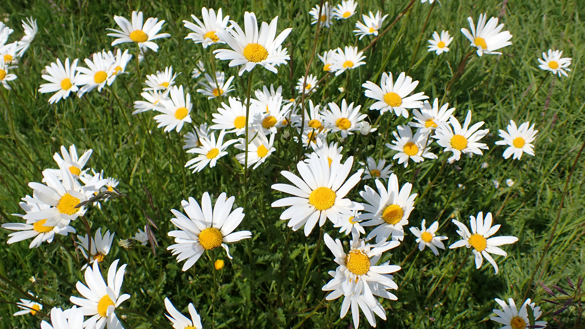 ox-eye daisy